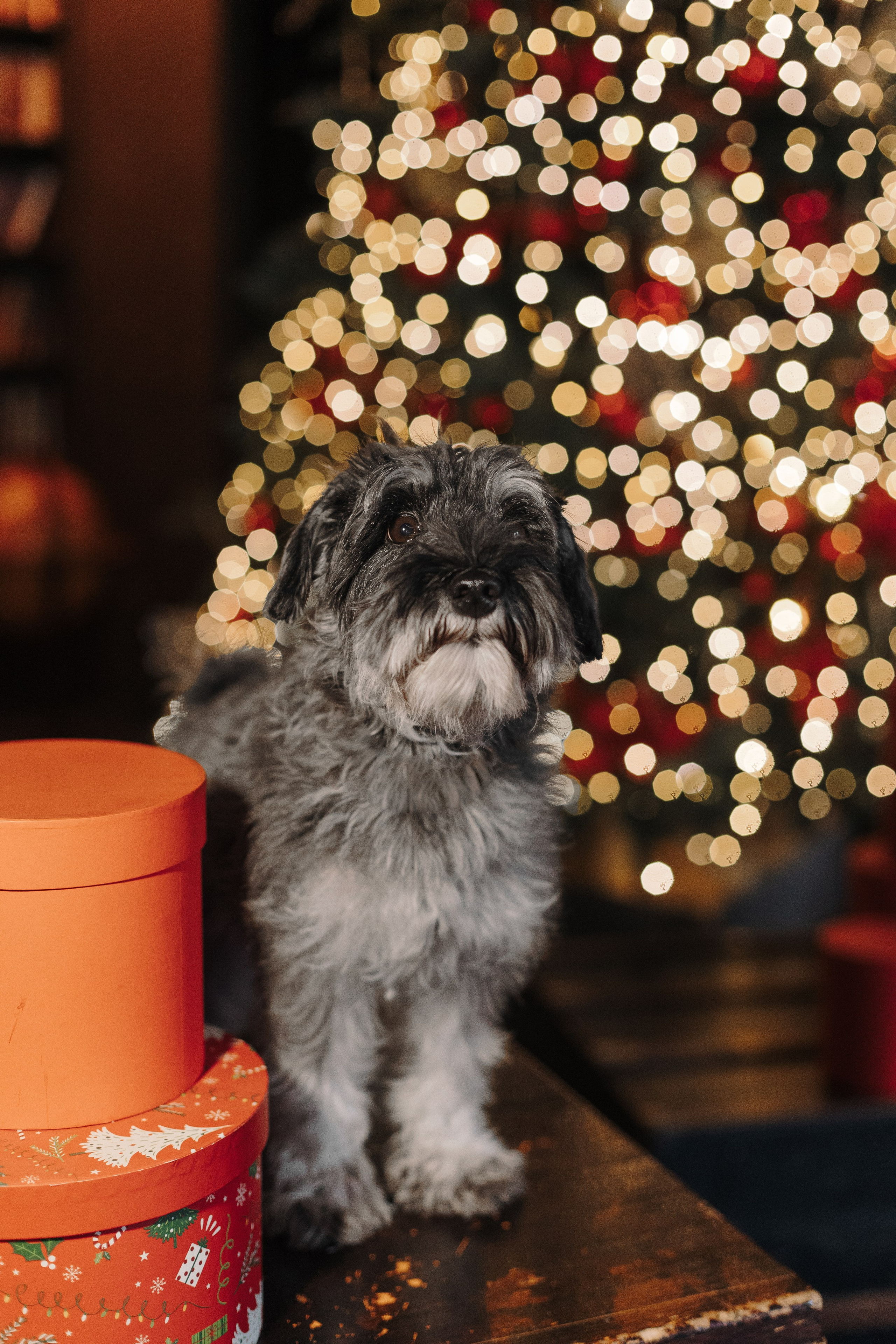 Новогодний Фотодень. Фотограф анималист Кристина Карпова, Москва