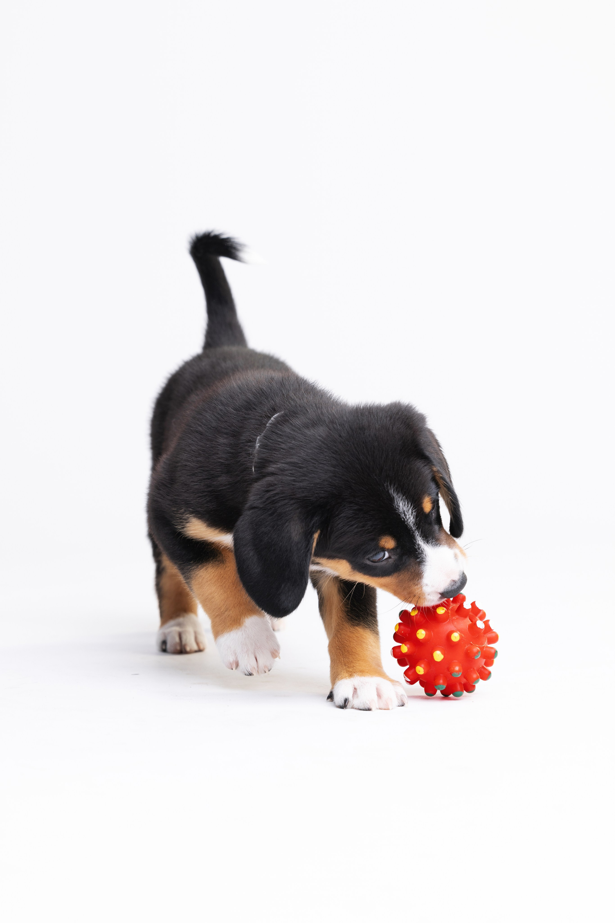 Энтлебухеры. Фотограф анималист Осипчикова Мария