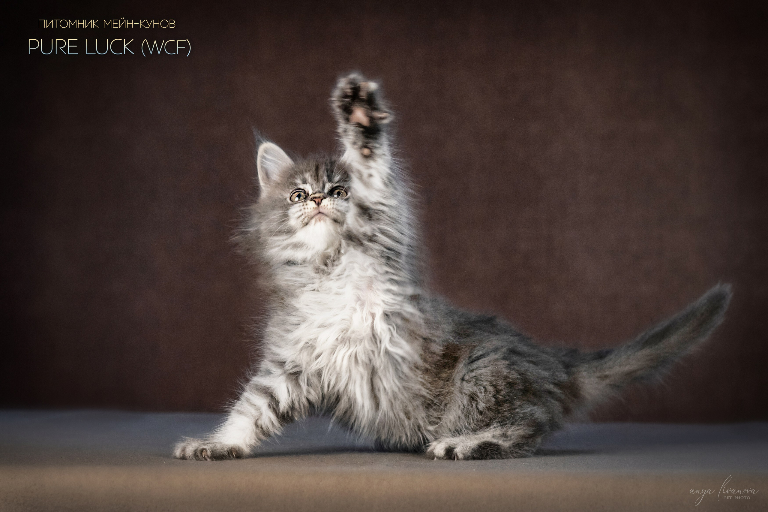 Мейнкуны. Фотограф анималист Аня Ливанова | Рыбинск