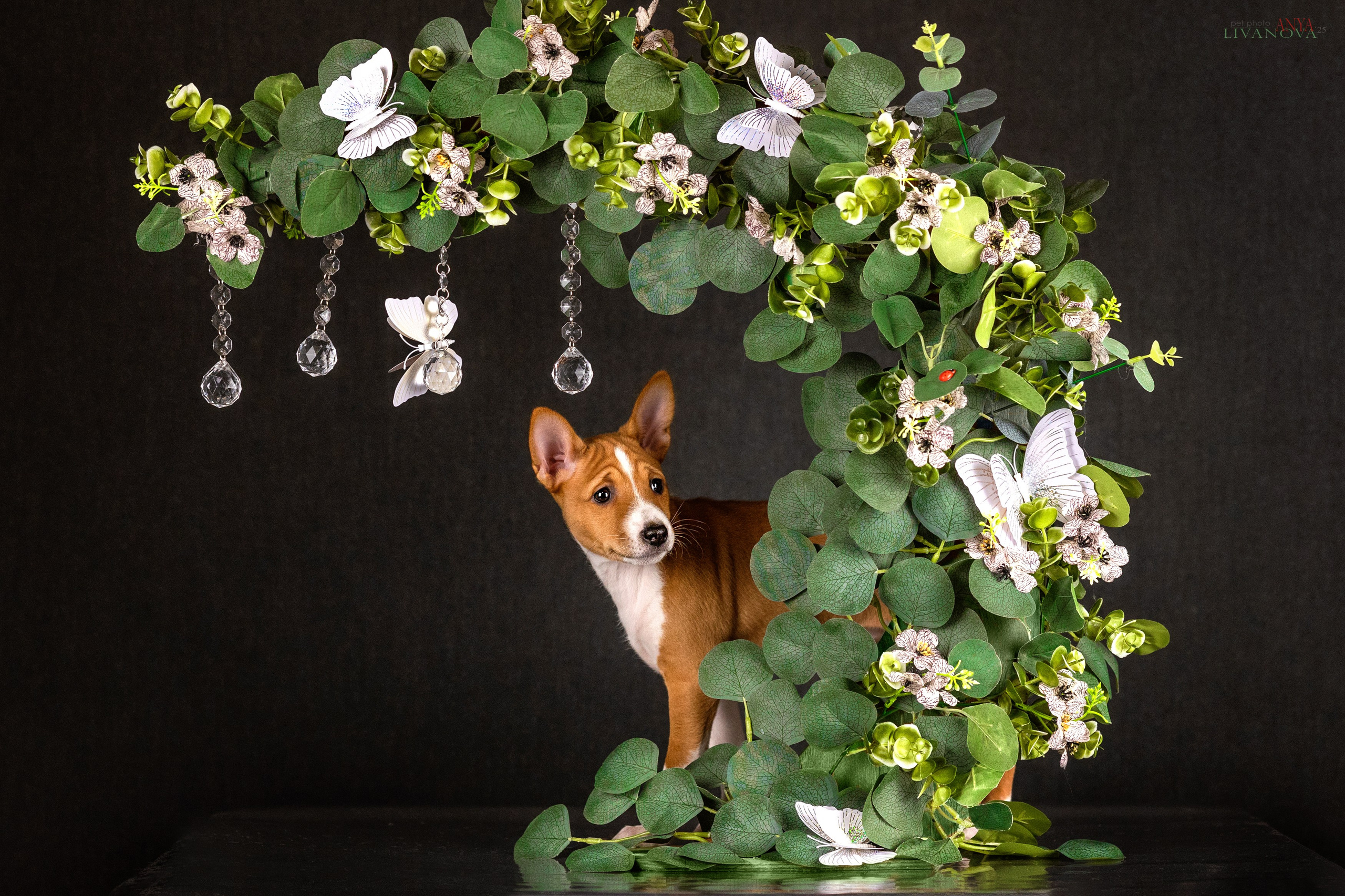 Басенджи. Фотограф анималист Аня Ливанова | Рыбинск