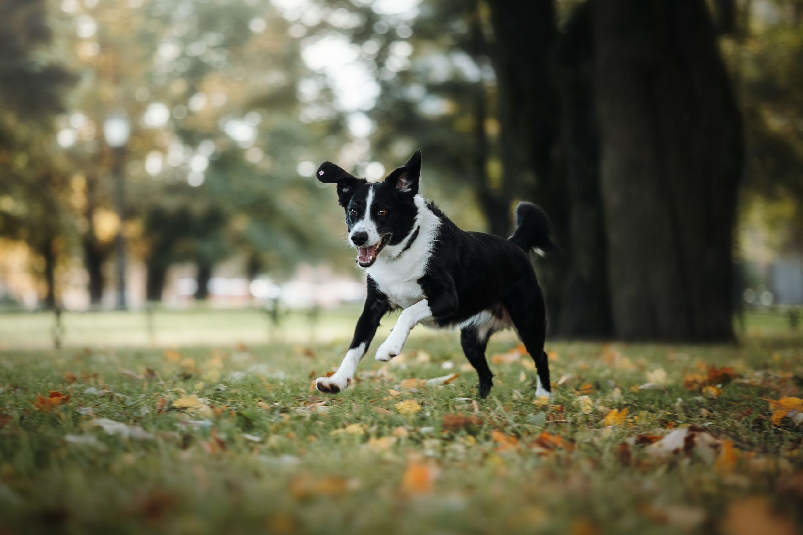 Мишель и ее семья. Фотограф — Анималист | Санкт-Петербург