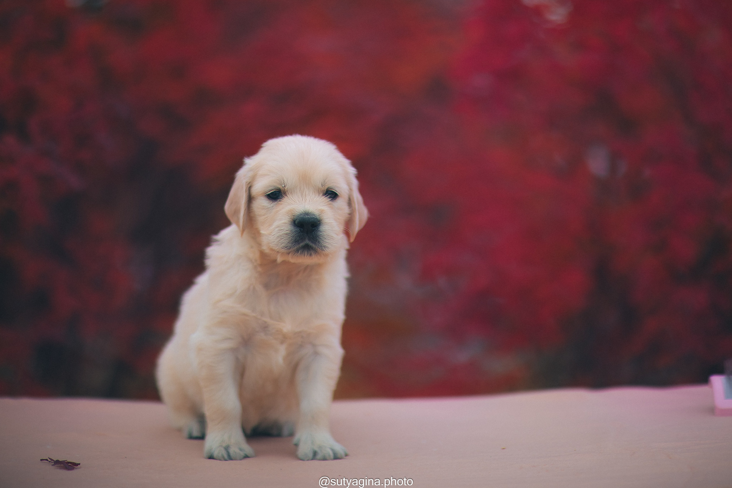 Серая лента. Свадебный и женский фотограф