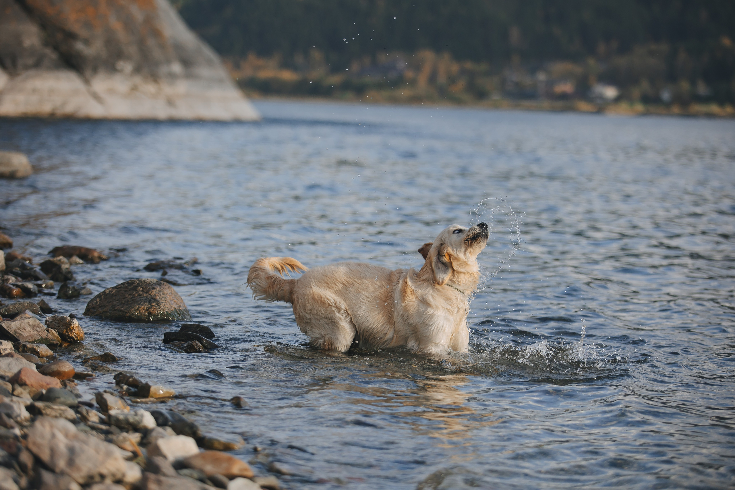 Снежик и Веста. Свадебный и женский фотограф