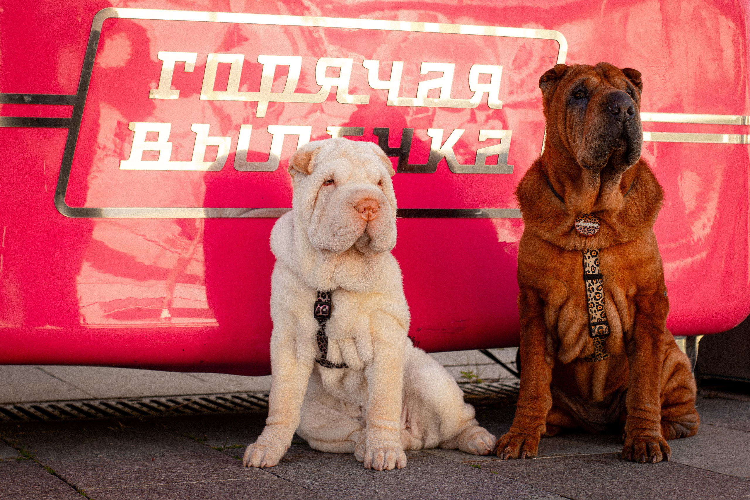 Алёна, Лагерта и Зефир. Фотограф-анималист Мария Баркевич | Москва