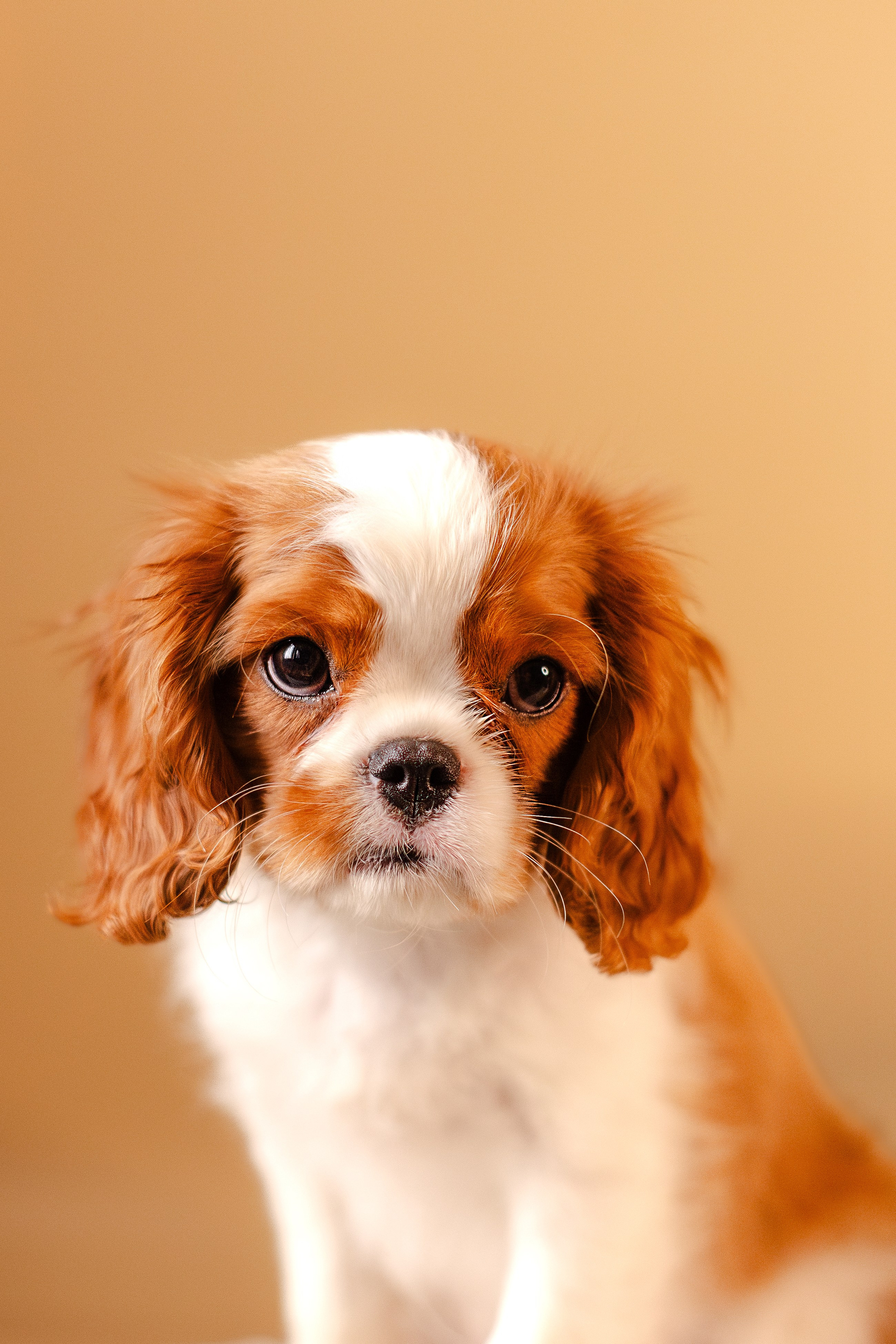 Жанна и кавалеры. Фотограф-анималист Мария Баркевич | Москва