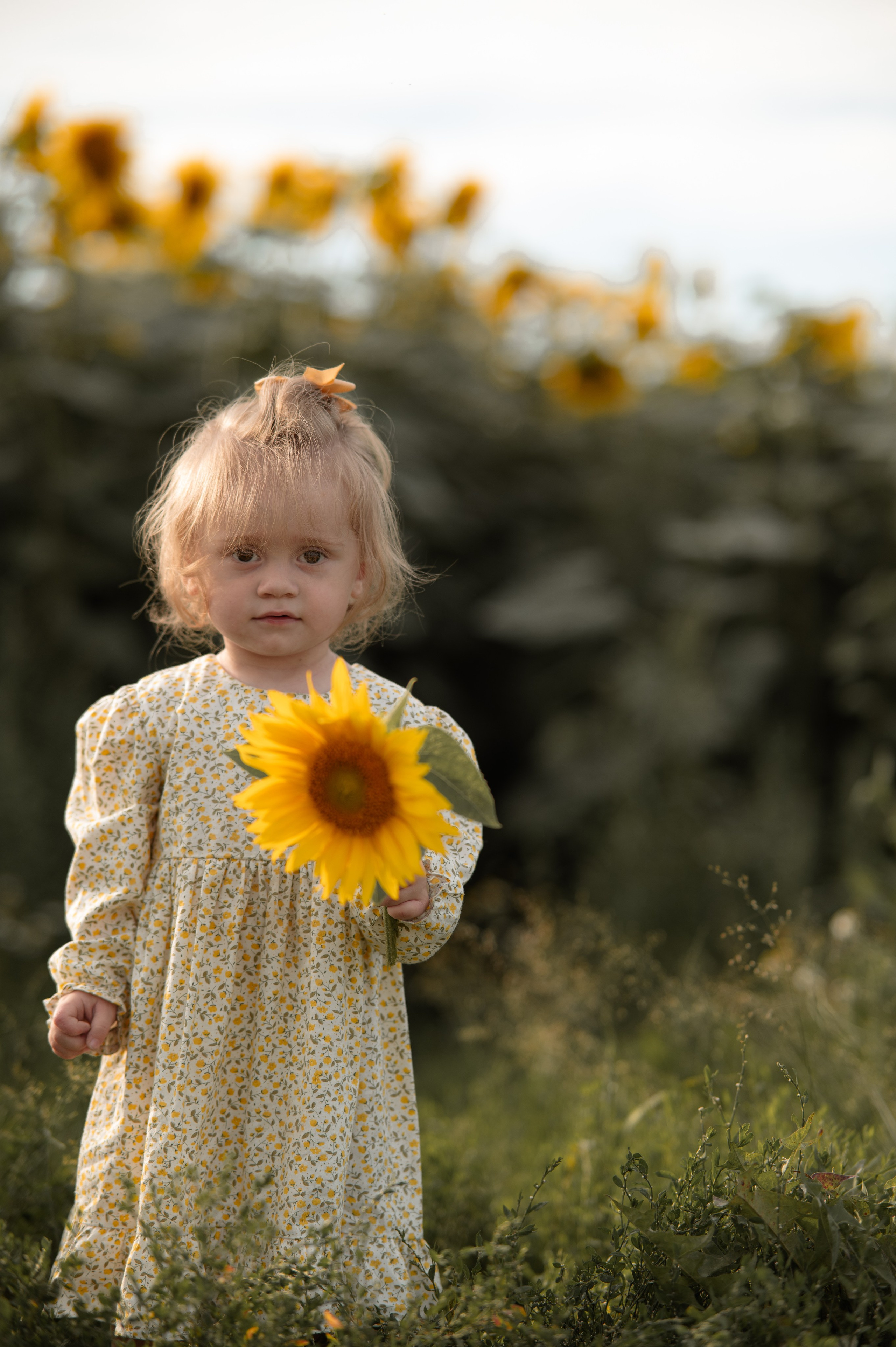 Подсолнухи. Фотограф Юлия Дубровская | Тула — свадьбы, семьи, детские съёмки