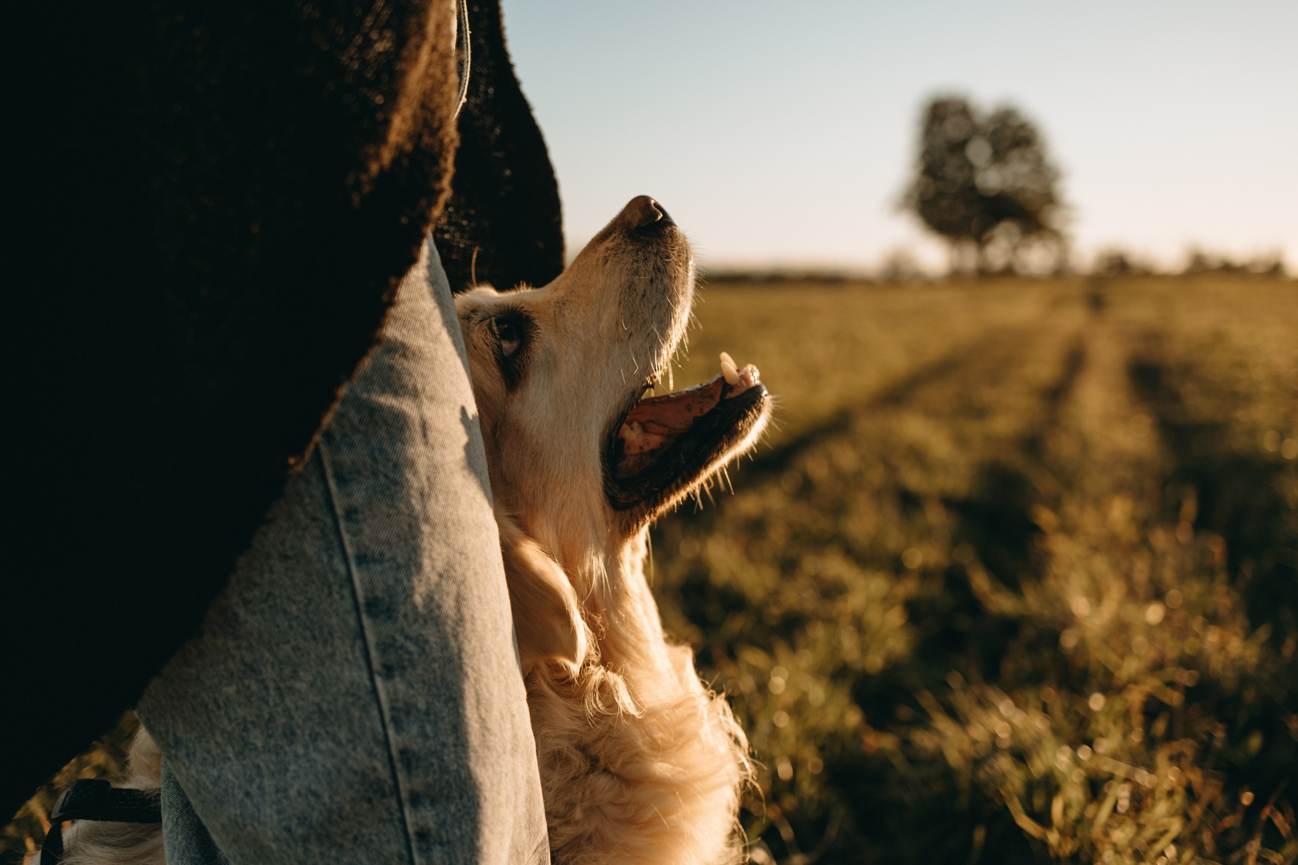 Лера и Скай. Фотограф — Анималист | Санкт-Петербург