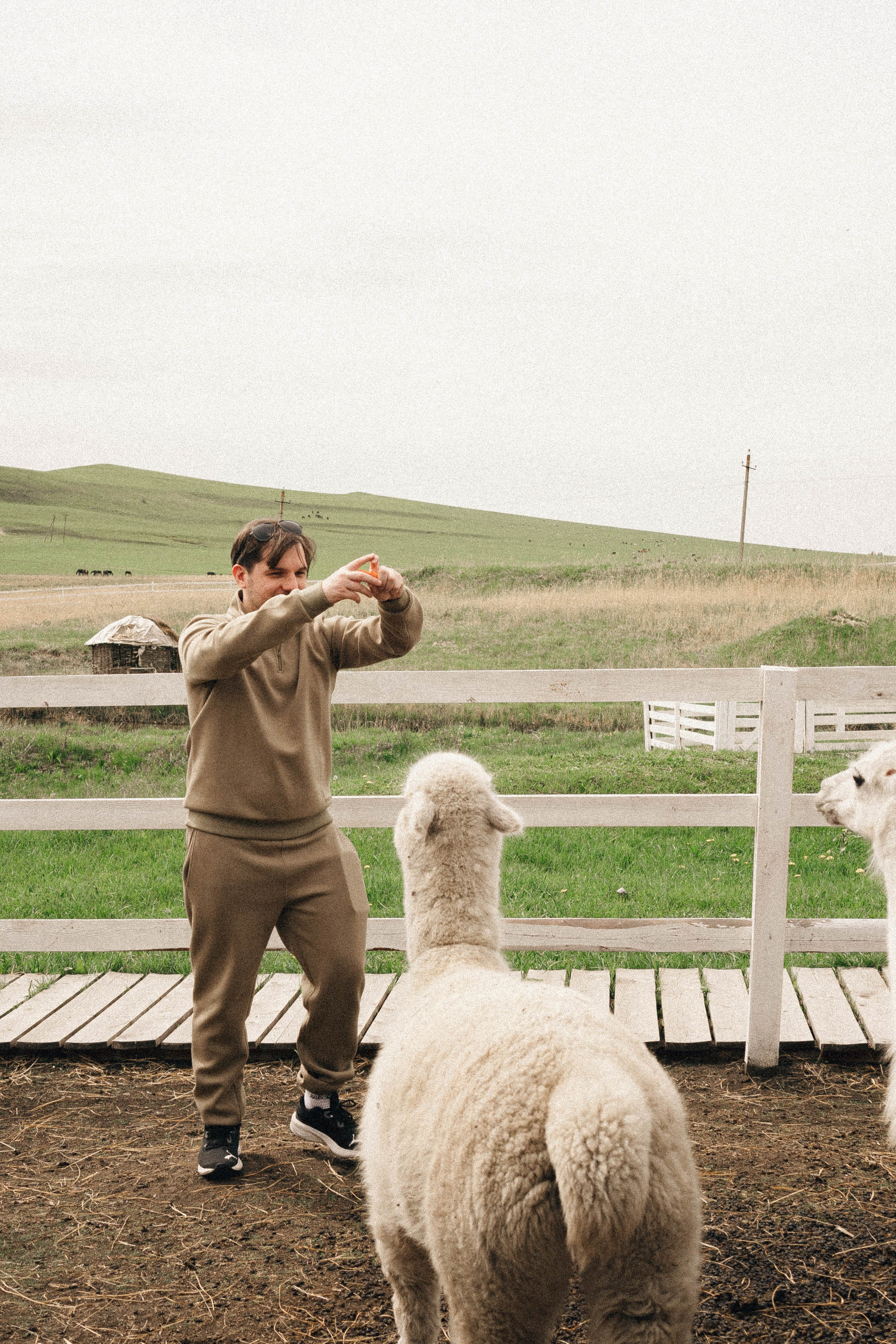 Ферма Альпак. Профессиональный фотограф, Санкт-Петербург — Виктория Богомолова