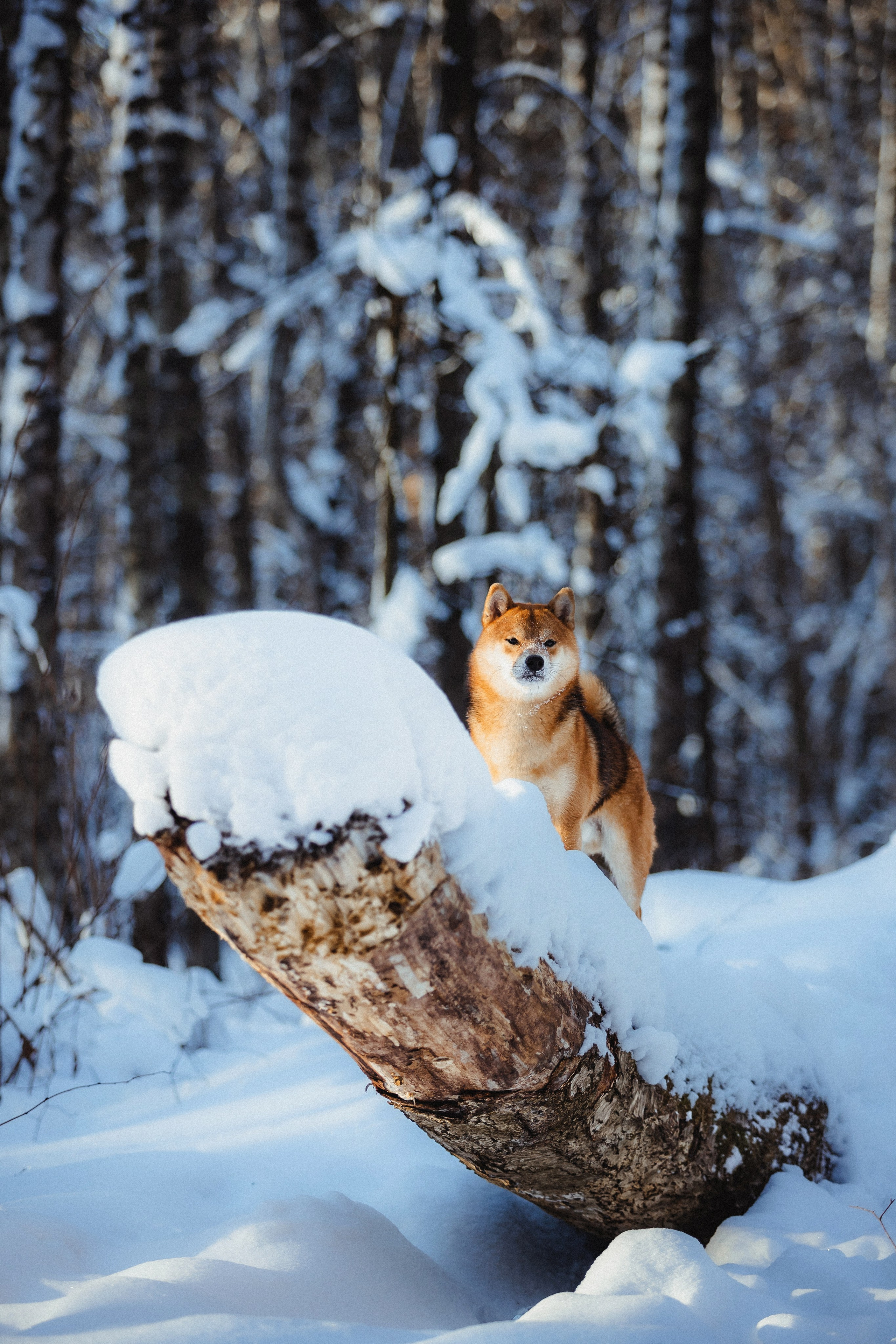 Шед, Цири и Ира