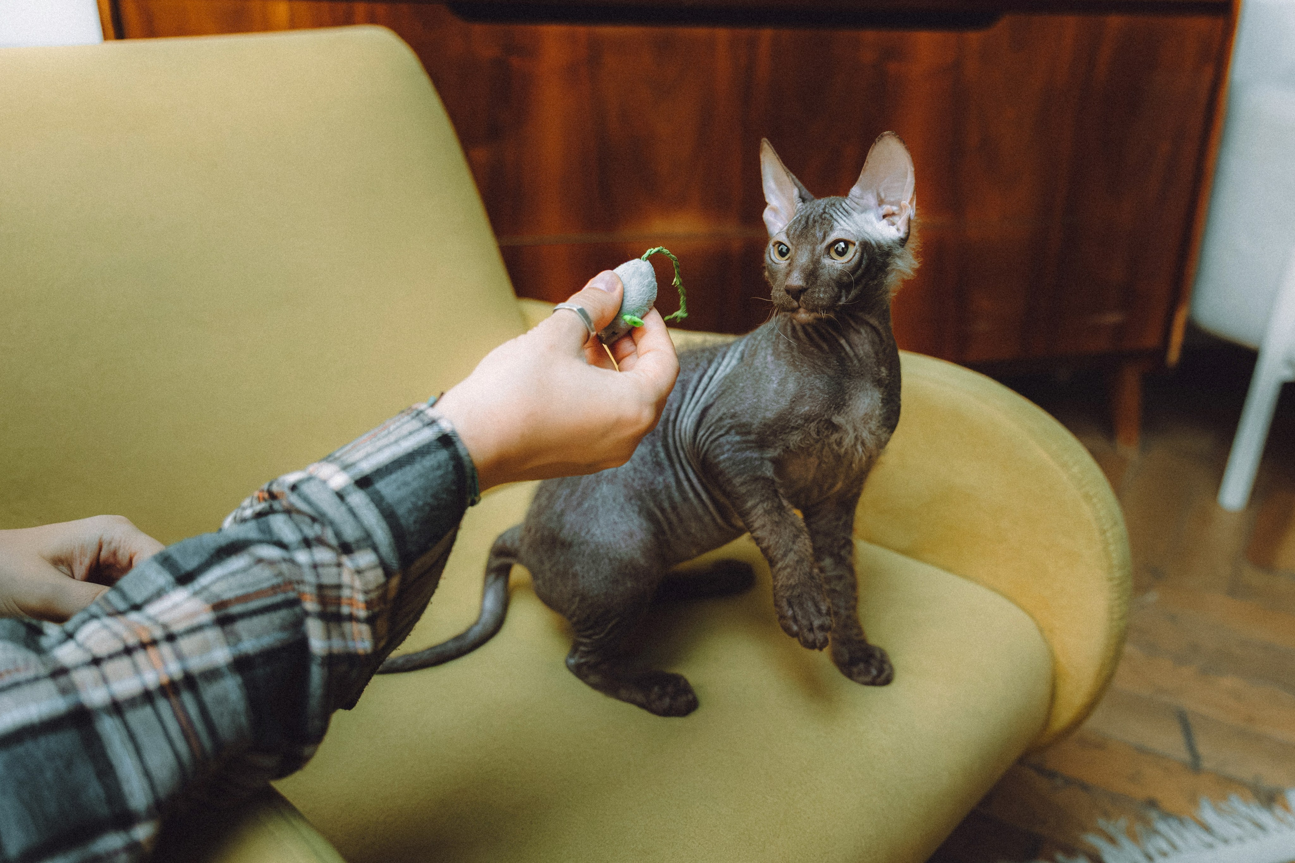 Кокос, Света, Динара и Вилли