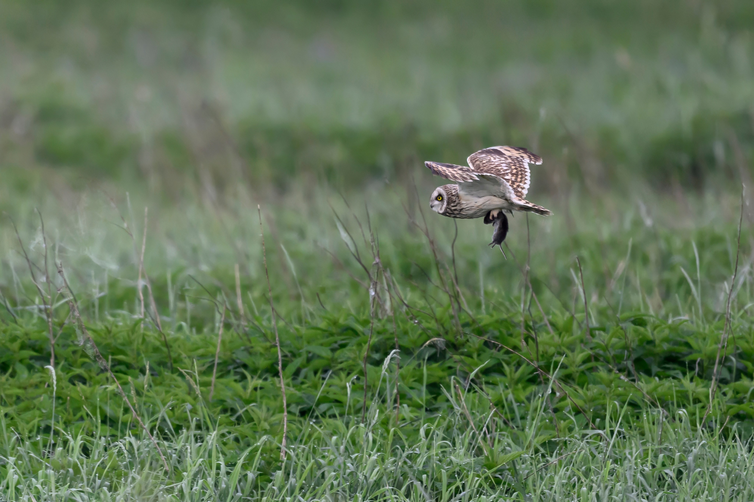 Охота совы. Фотограф Сергей Пупонин
