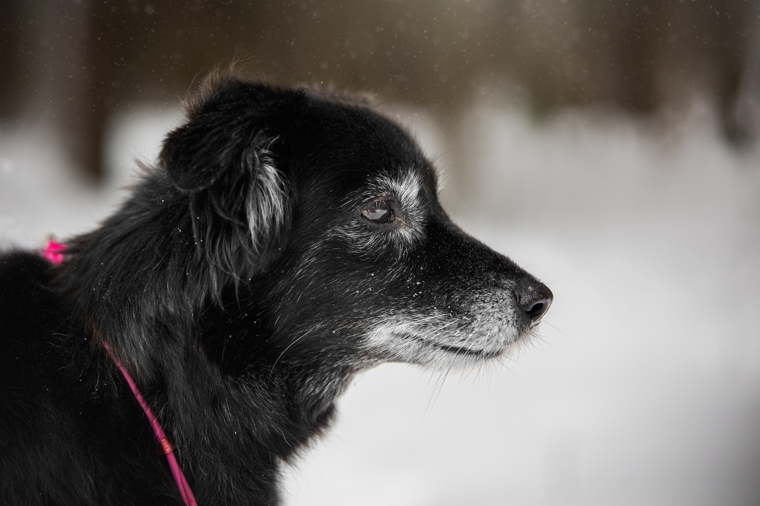 Валя, Варя и Лада. Фотограф анималист в Москве Майорова Евгения