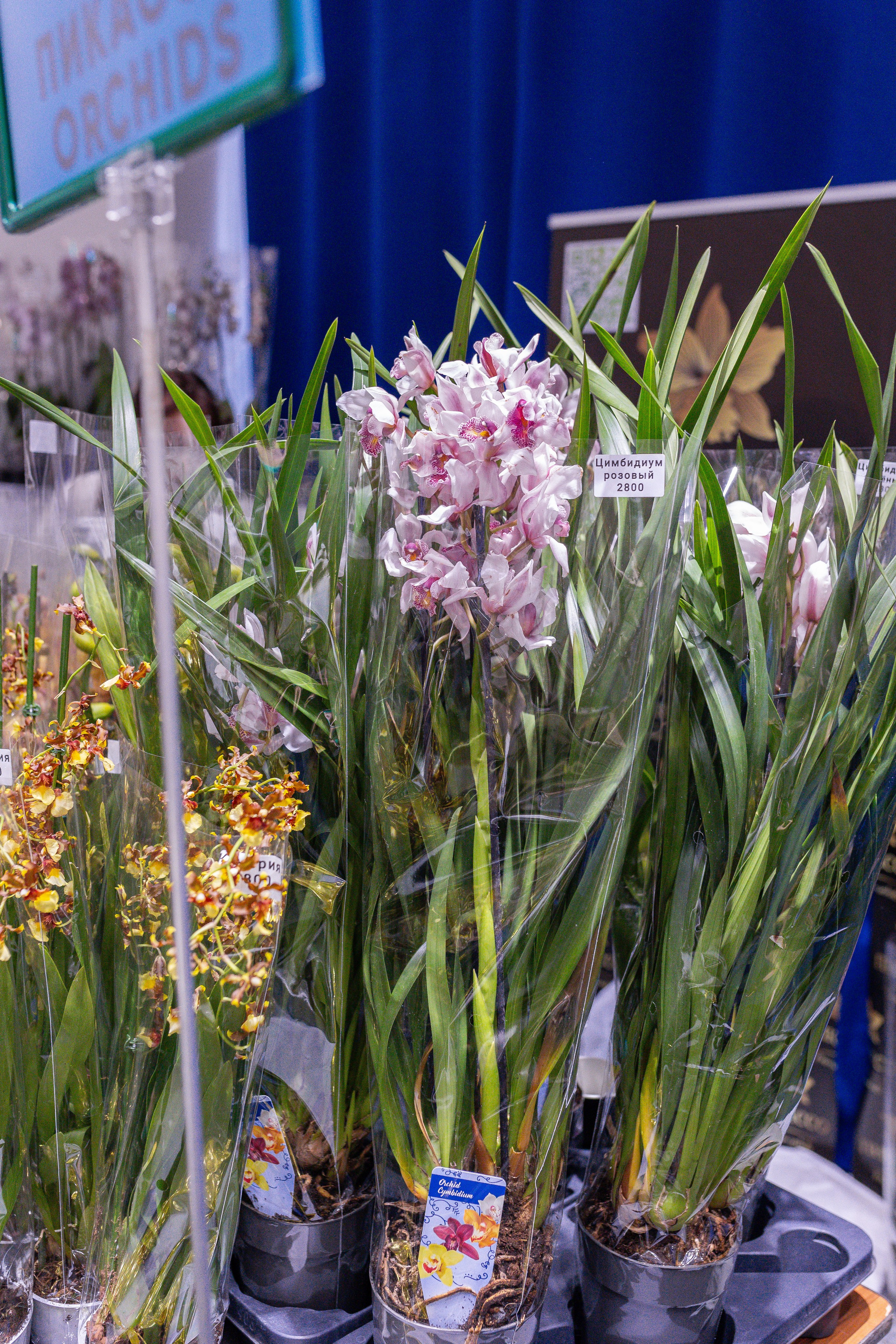 Орхидиум 12.2025. Александра Куликова фотограф, Москва