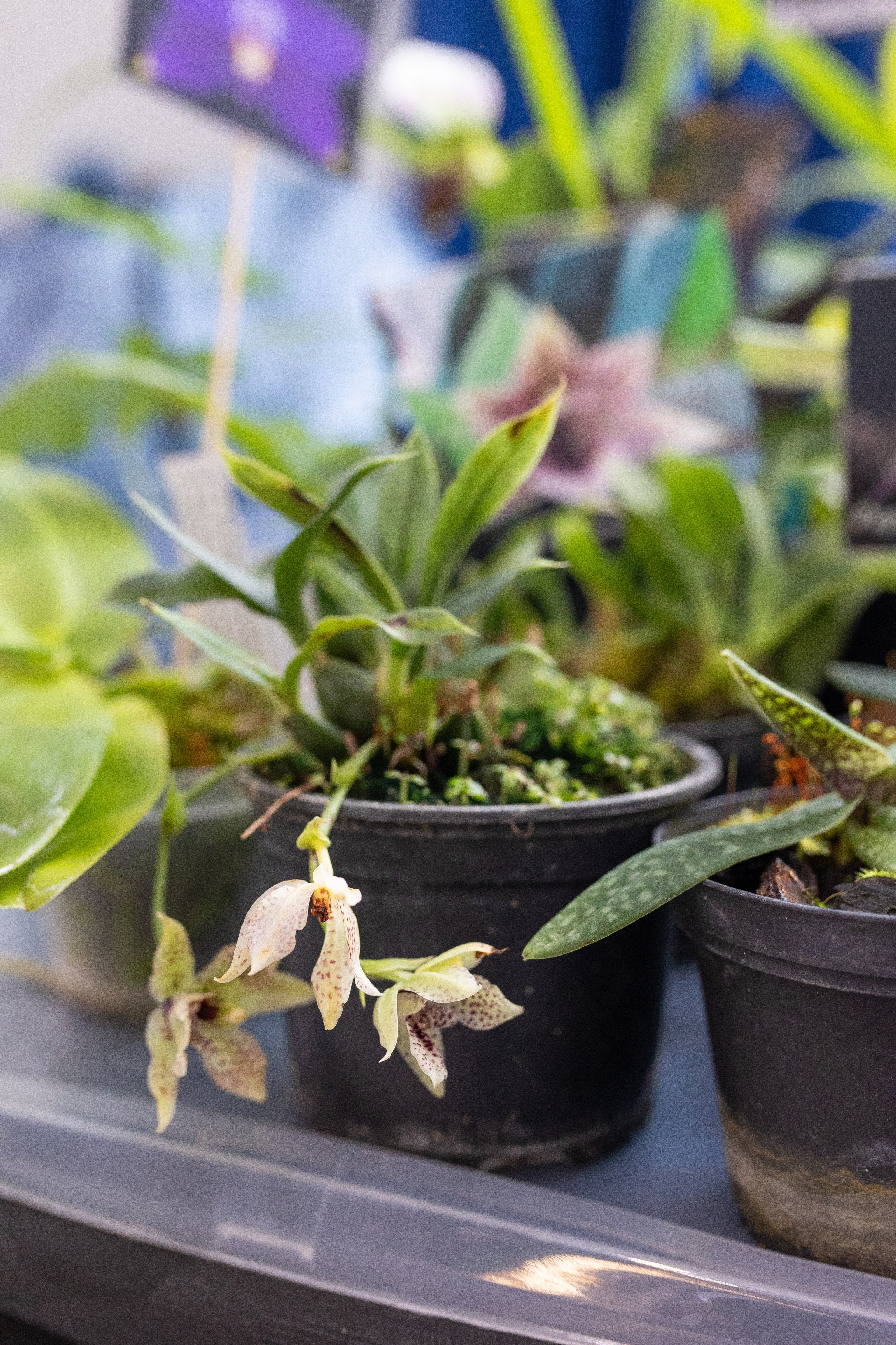 Орхидиум май 2025. Александра Куликова фотограф, Москва