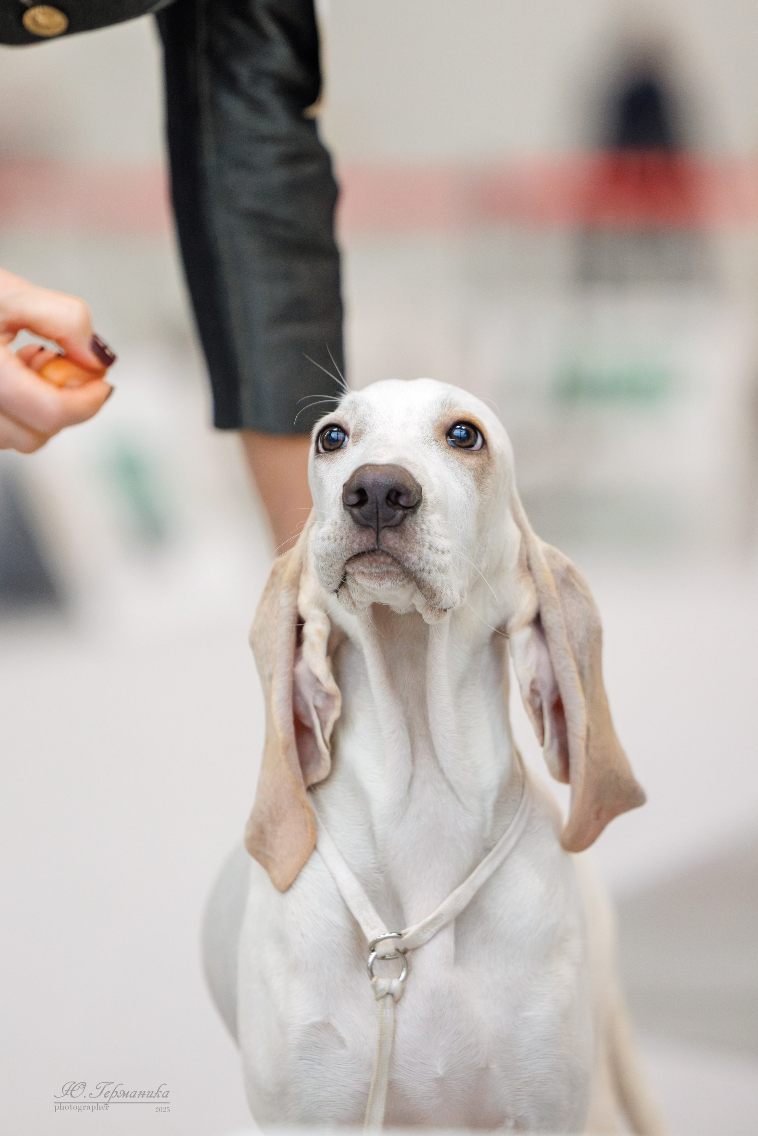 Зилант Казань 29-30.11.2025. Фотограф-анималист Юлия Германика