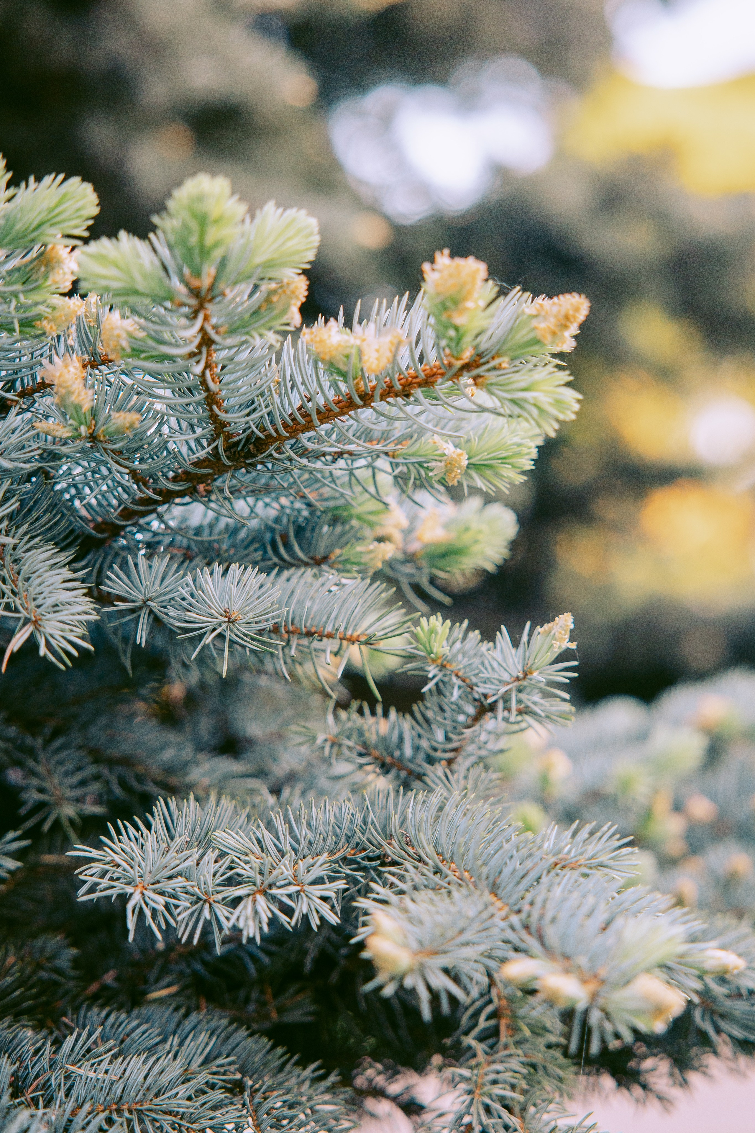 Семейная фотосессия в парке Ботанический сад. Фотограф Москва — Павел Михайлов