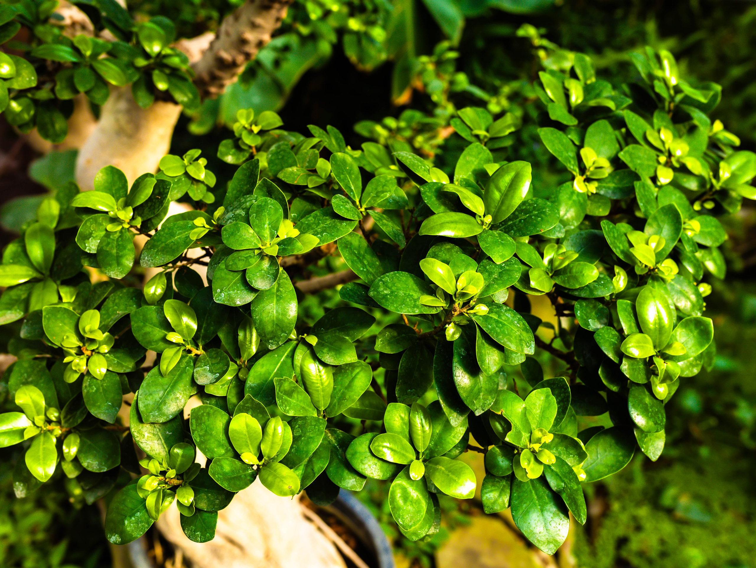 Фотографии природы Липецка. Свадебный и семейный фотограф Виолетта в Липецке