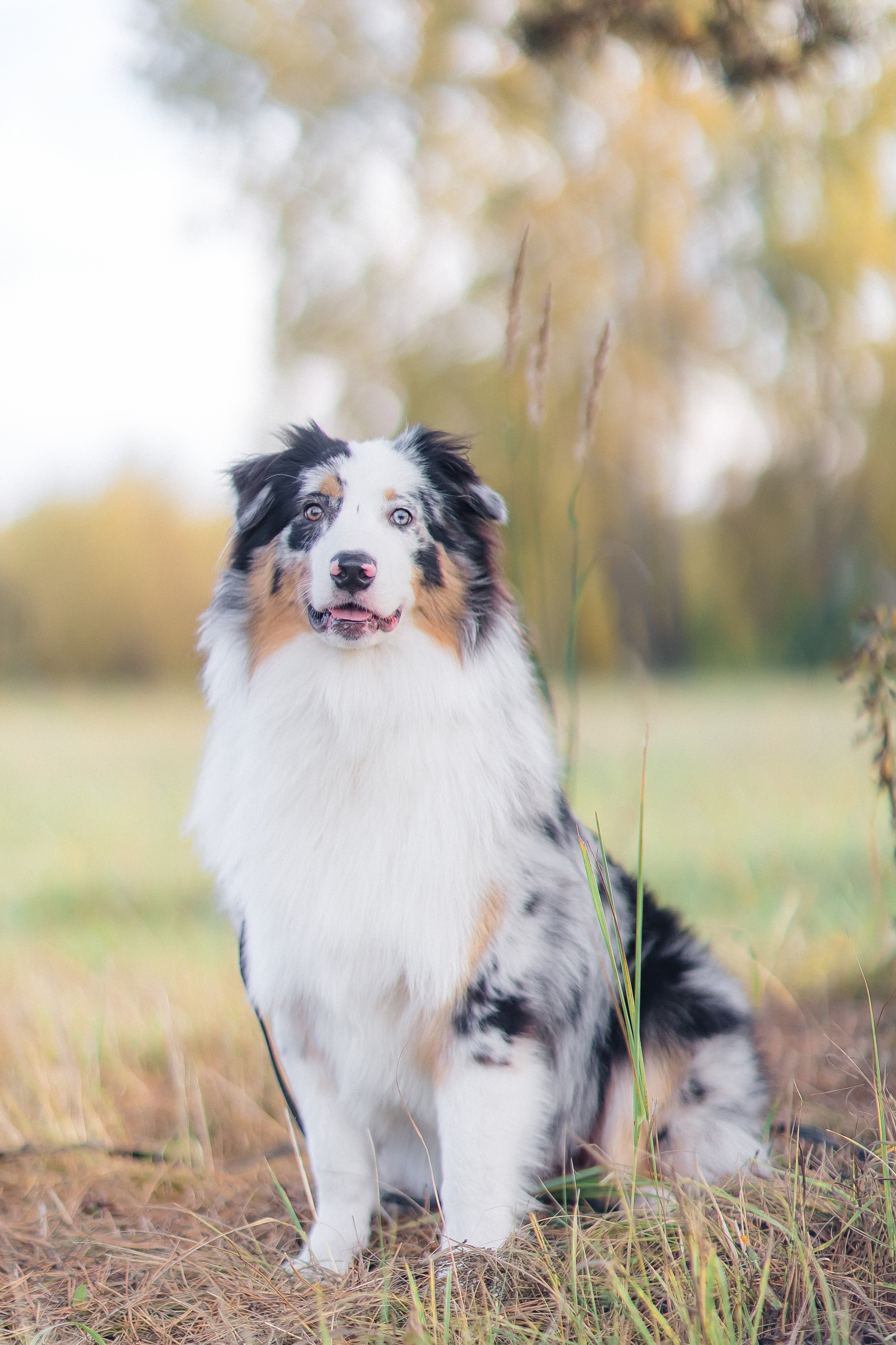 Аусси Дэймон. Свадебный и женский фотограф