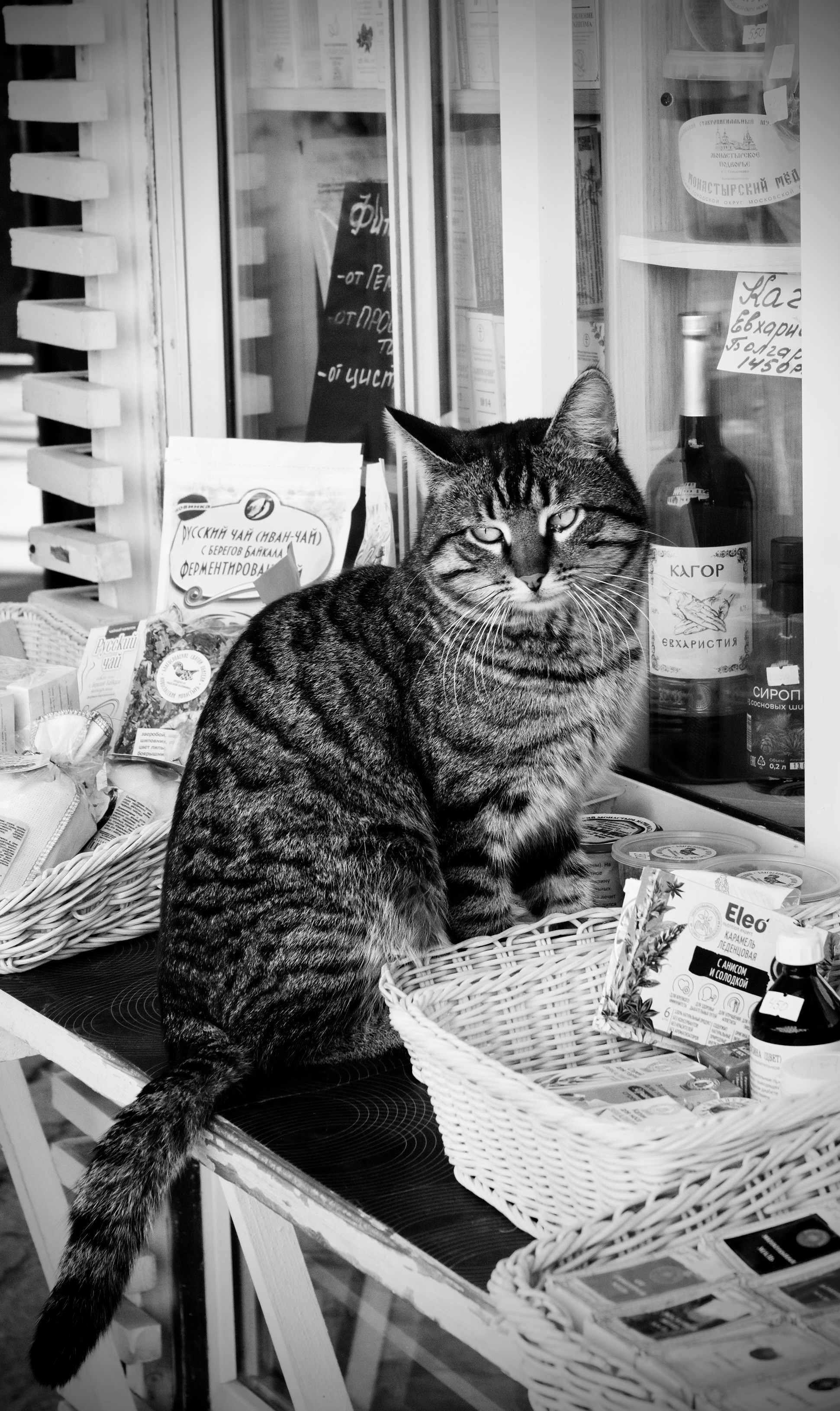 Зверята. Репортажный и семейный фотограф — Шелихов Сергей