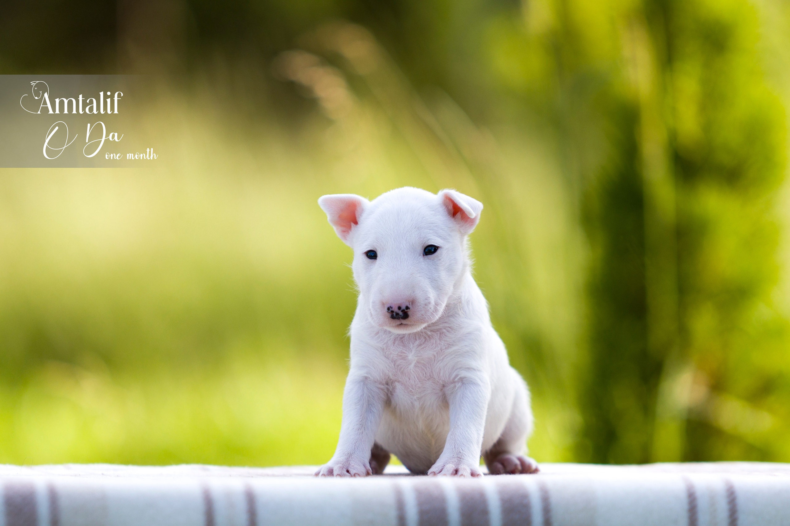 Миниатюрный бультерьер. Фотограф — анималист Татьяна Ли