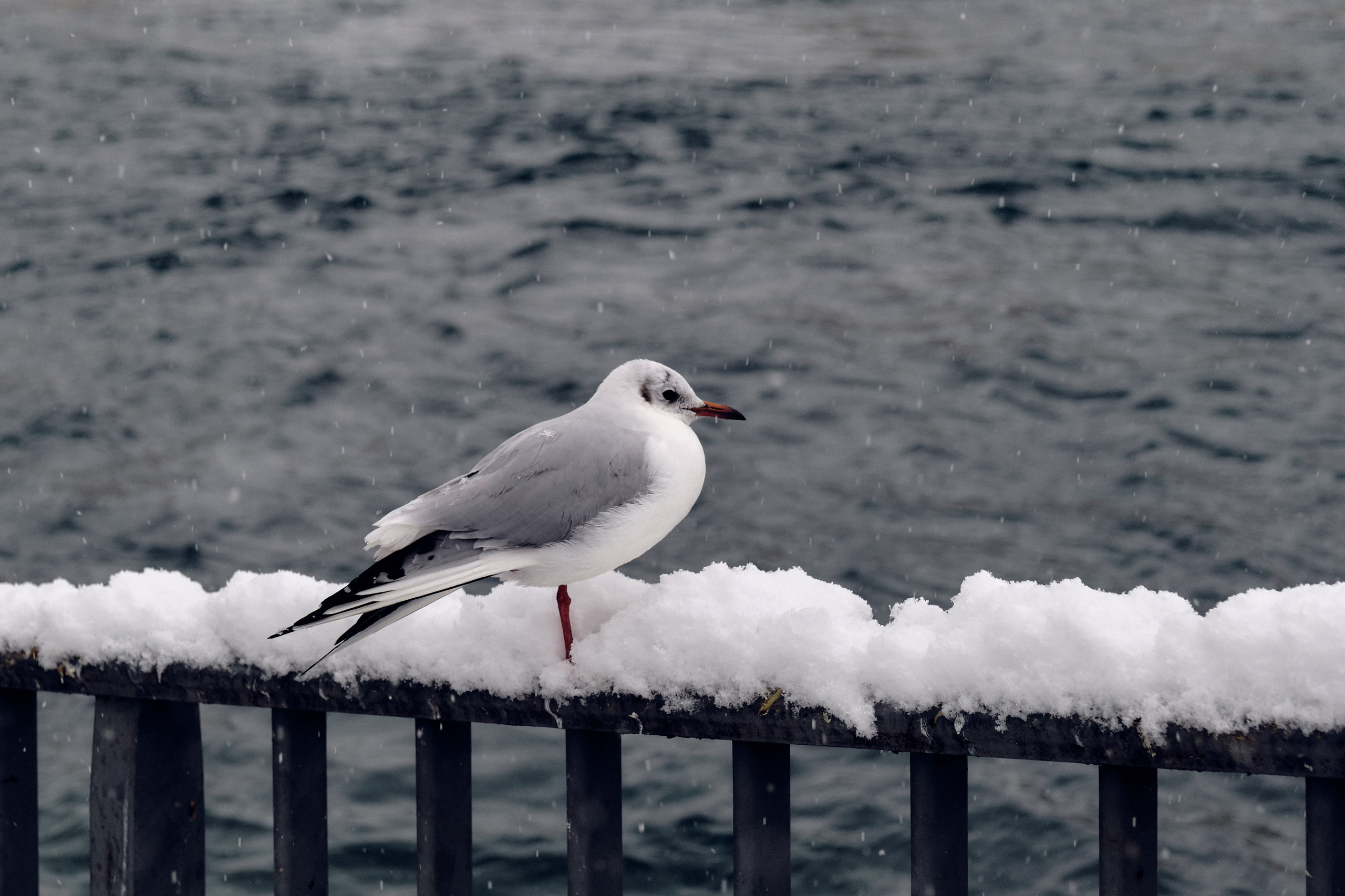 Geneva / winter 2024. Aleksandr Kobtsev