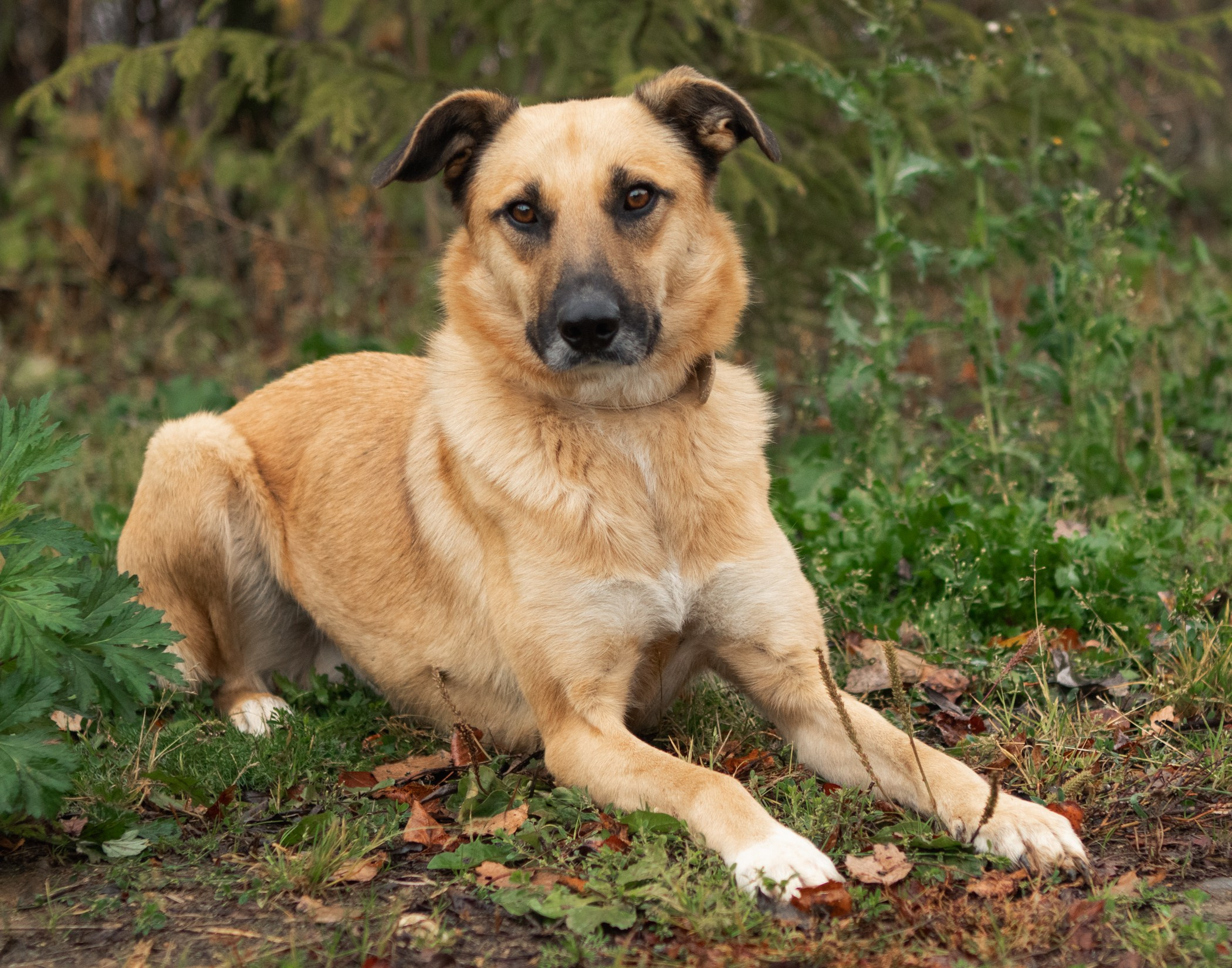 Собаки. Фотограф-анималист Полина Колкова | Москва