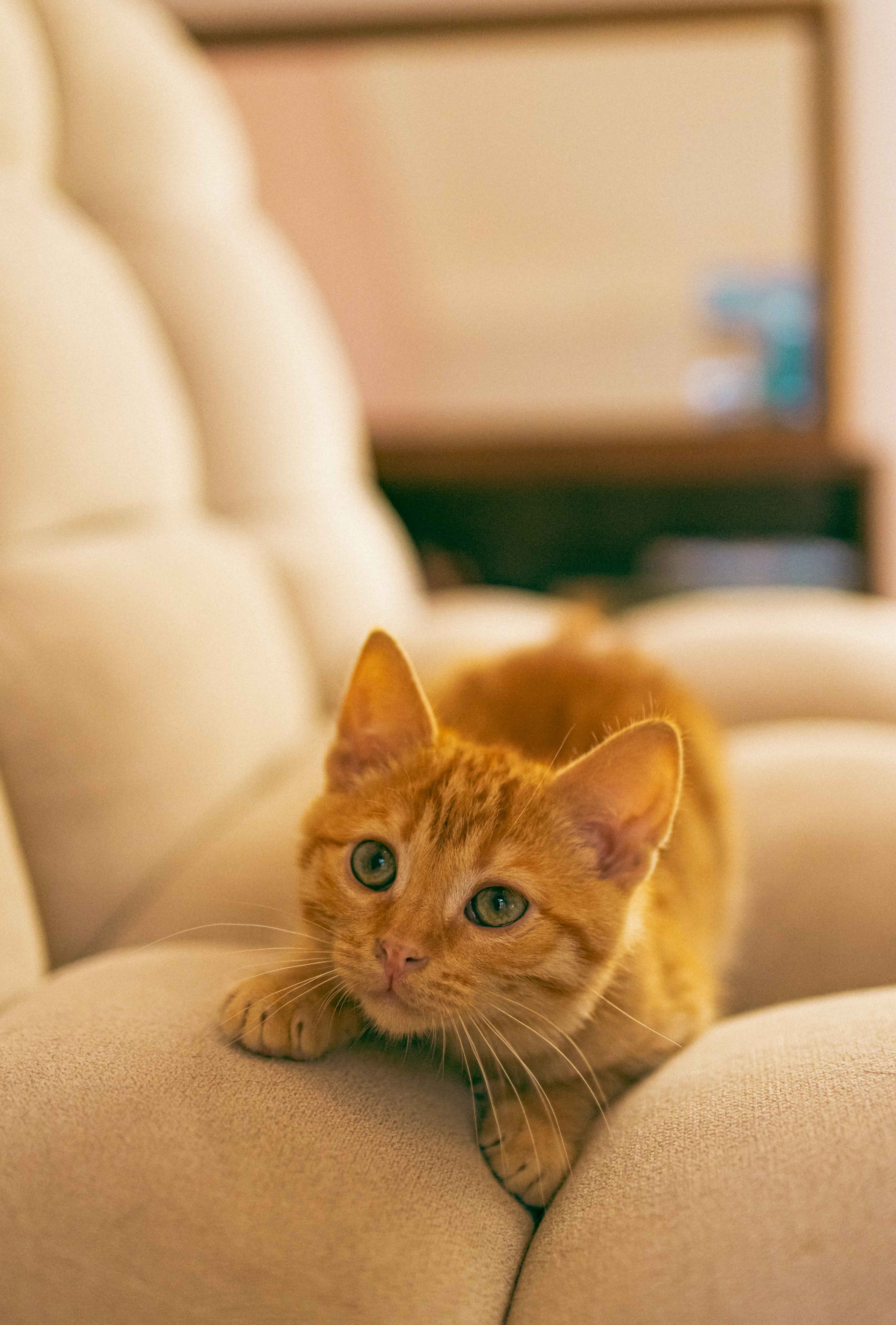 Кускус. Фотограф-анималист в Москве Лера Черноног