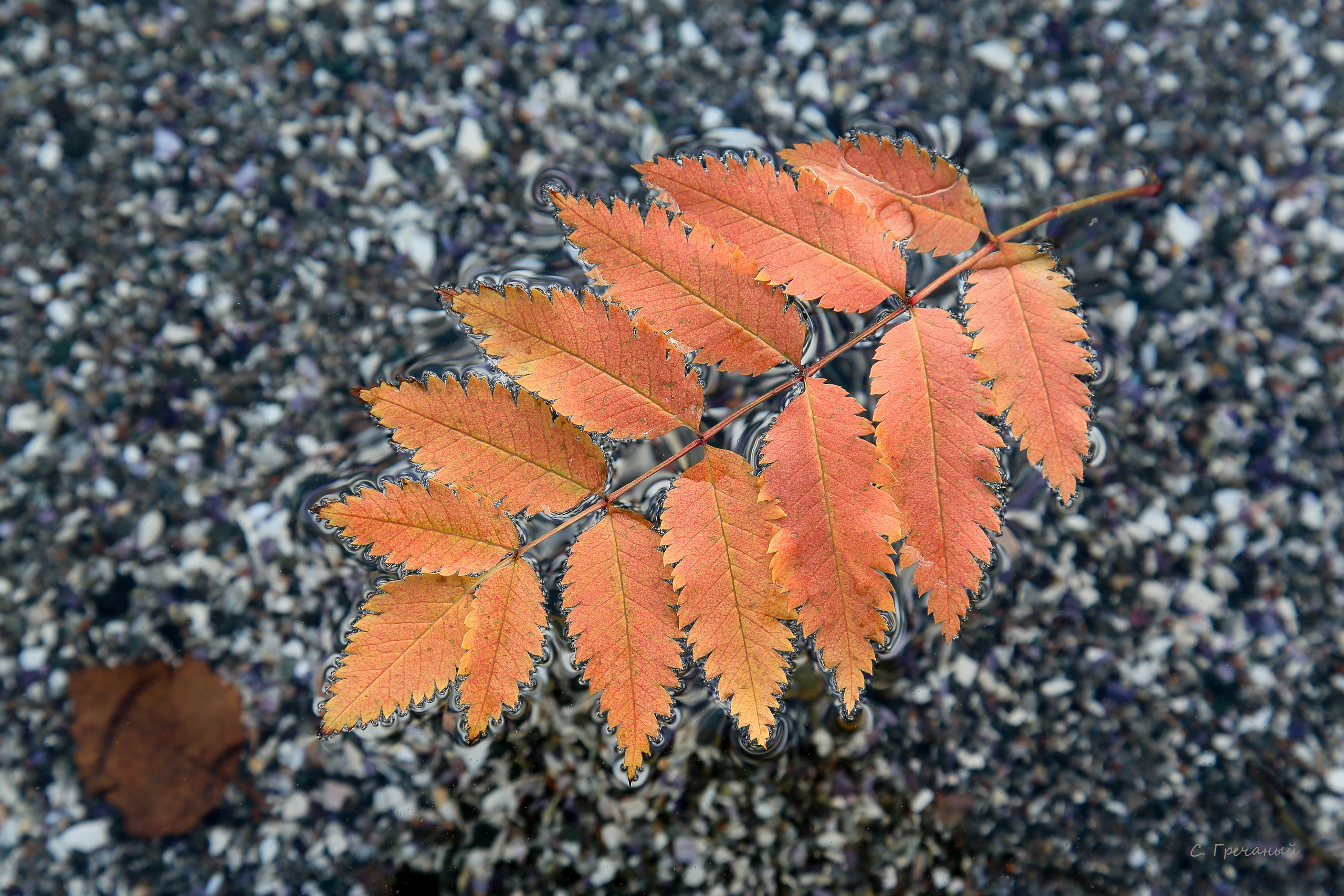Мир растений. Пейзажи Крайнего Севера. Баренцево море, Рыбачий, Средний, Немецкий