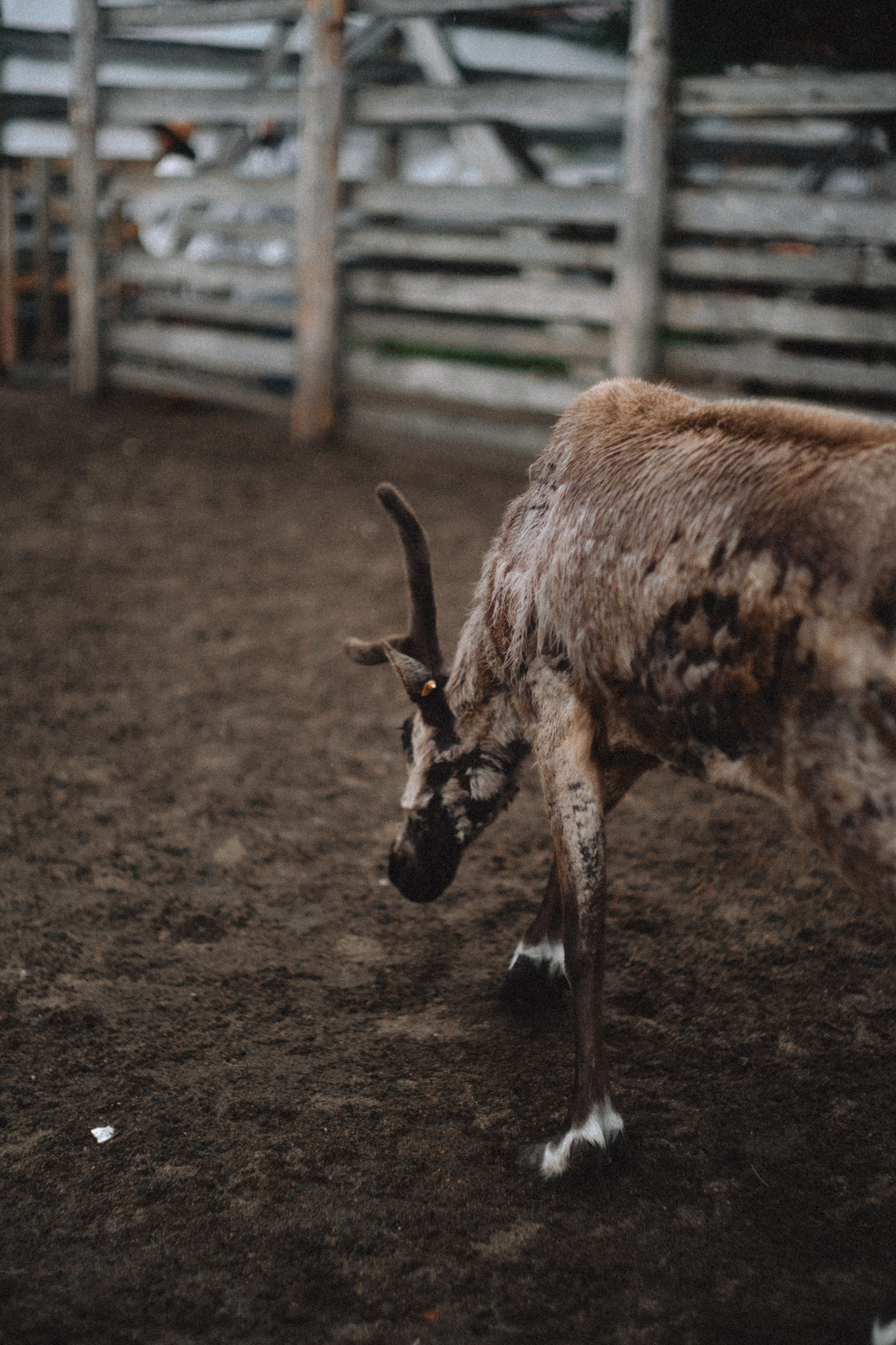 Териберка, Мурманск. Фотосъёмка для компании по организации туров в коллаборации с Яндекс 360