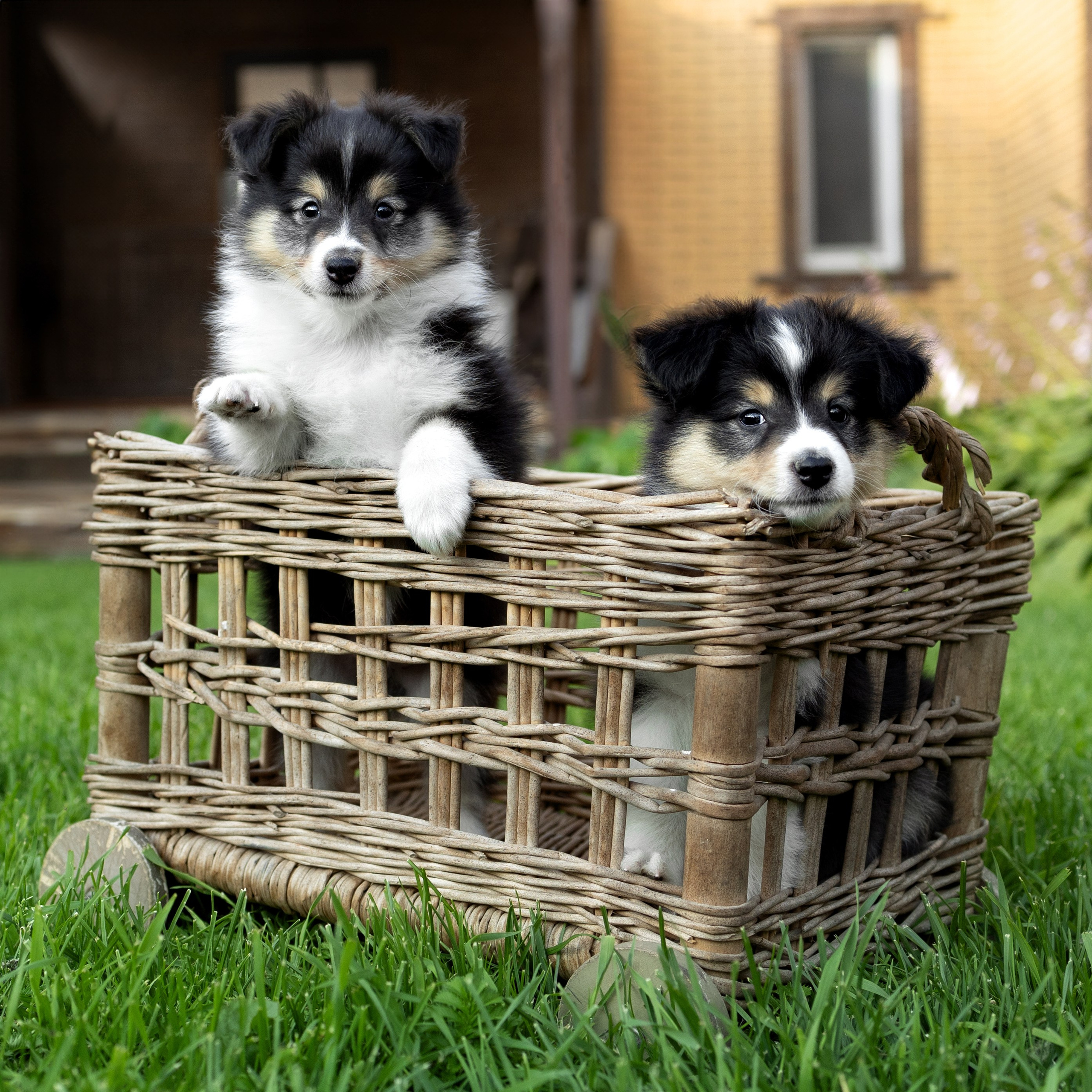 Портфолио: Фотосъёмка щенков в Москве и области — трогательные моменты. Фотограф-анималист и бренд-фотограф в Москве | Фотография собак, людей, бизнес-портрет