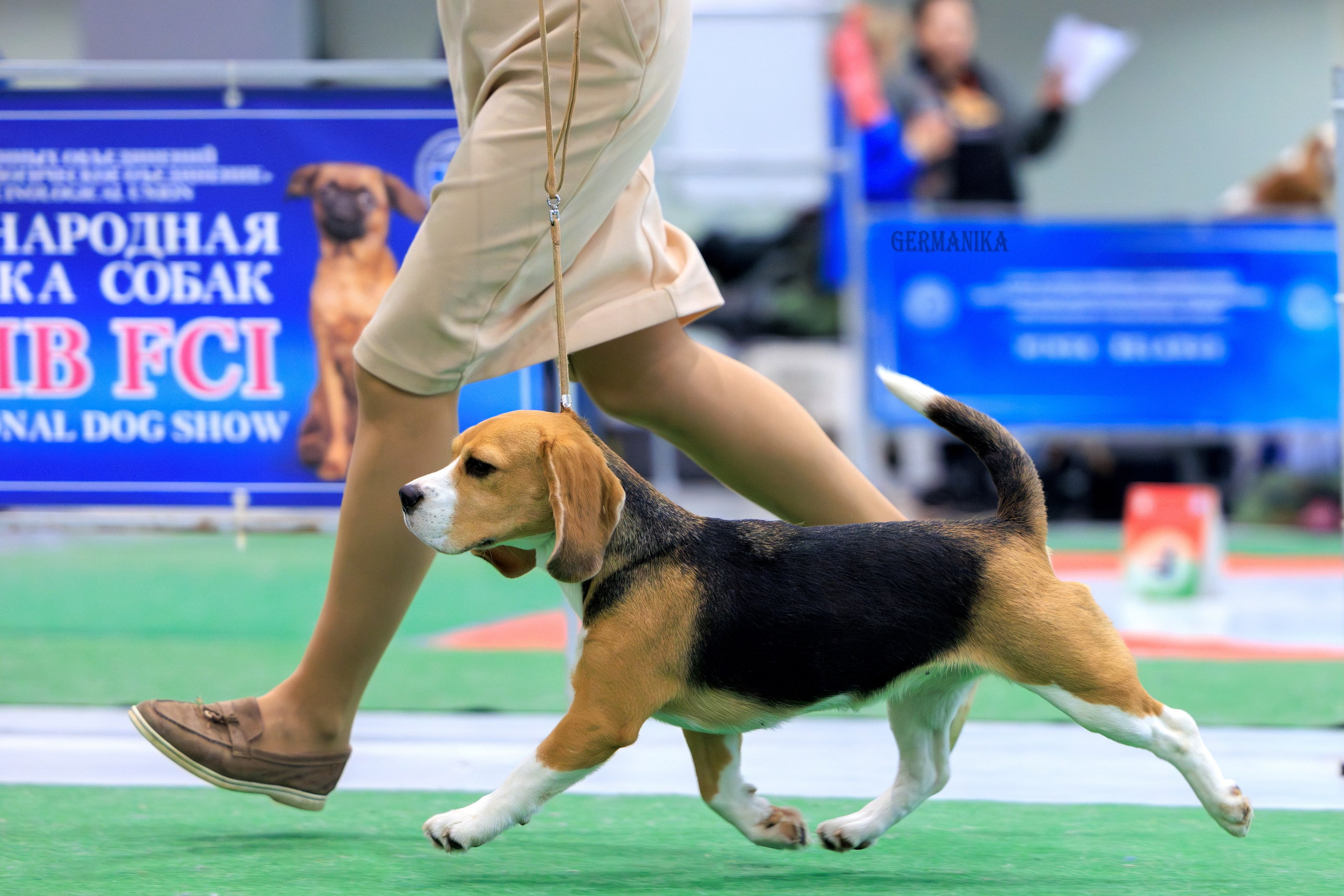 Минск 24-25.02.2024. Фотограф-анималист Юлия Германика