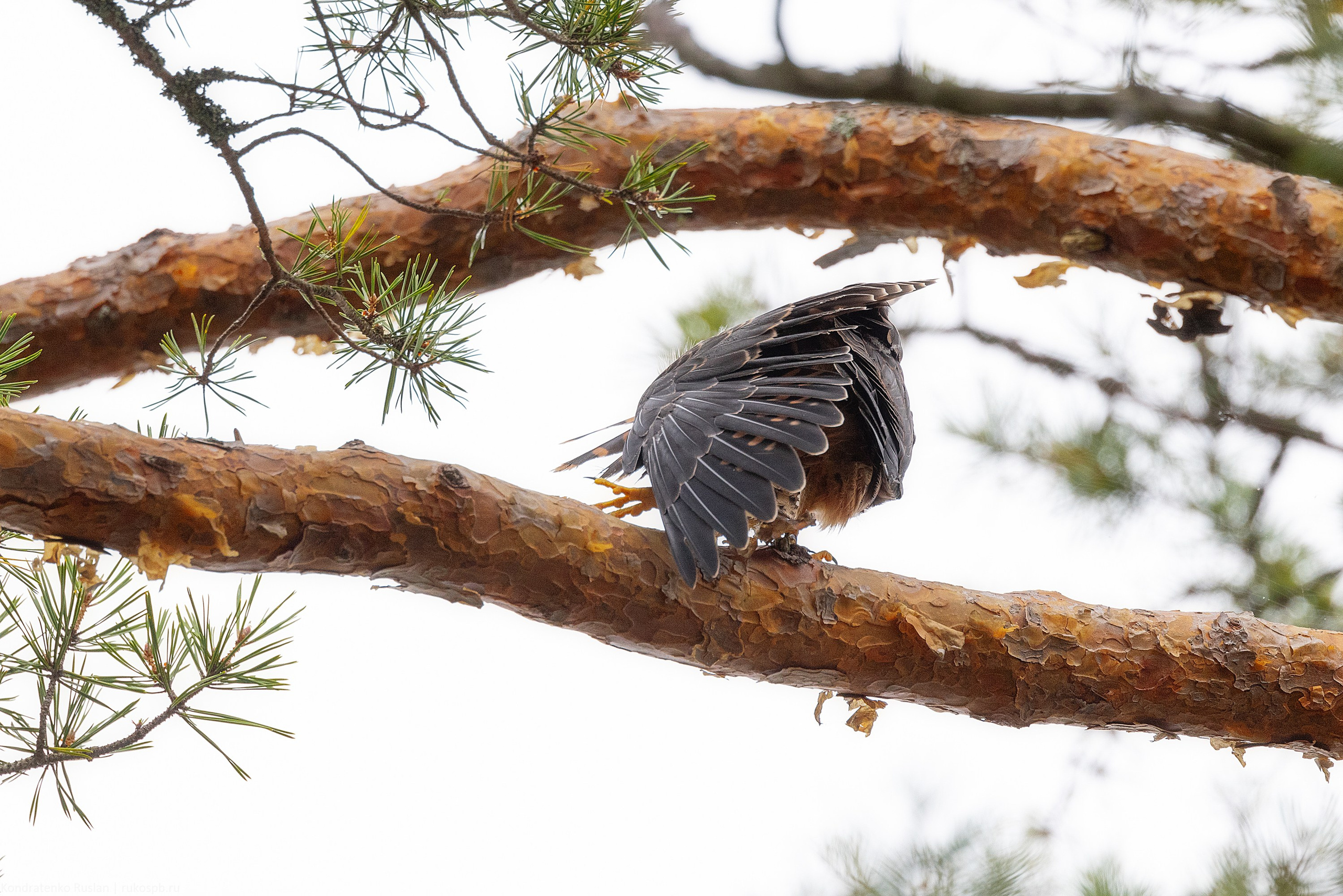 Чеглок. Архитектурный и пейзажный фотограф Кондратенко Руслан, Санкт-Петербург