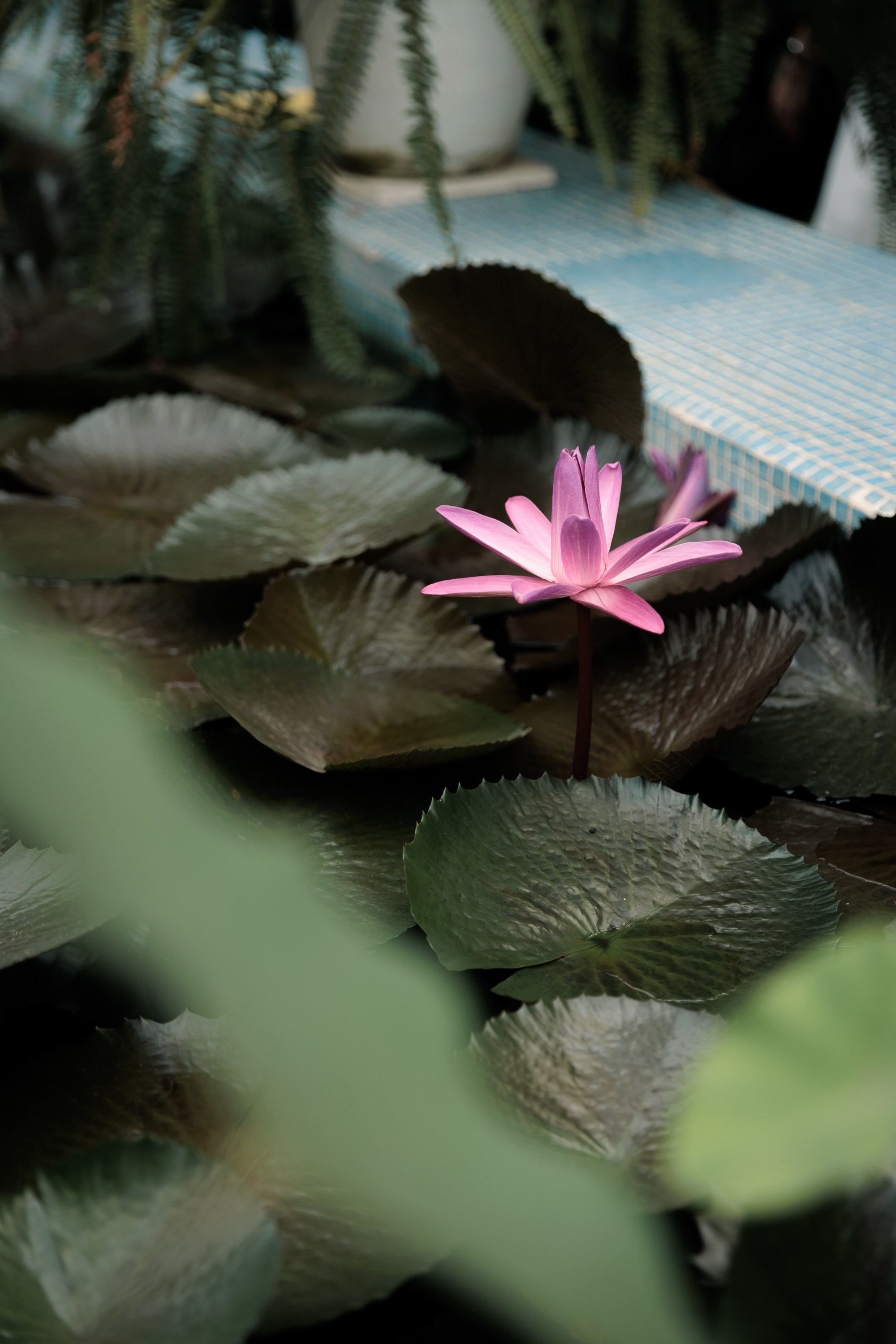 Евгения Сыровая. Игорь Панкратов | Фотограф Ставрополь