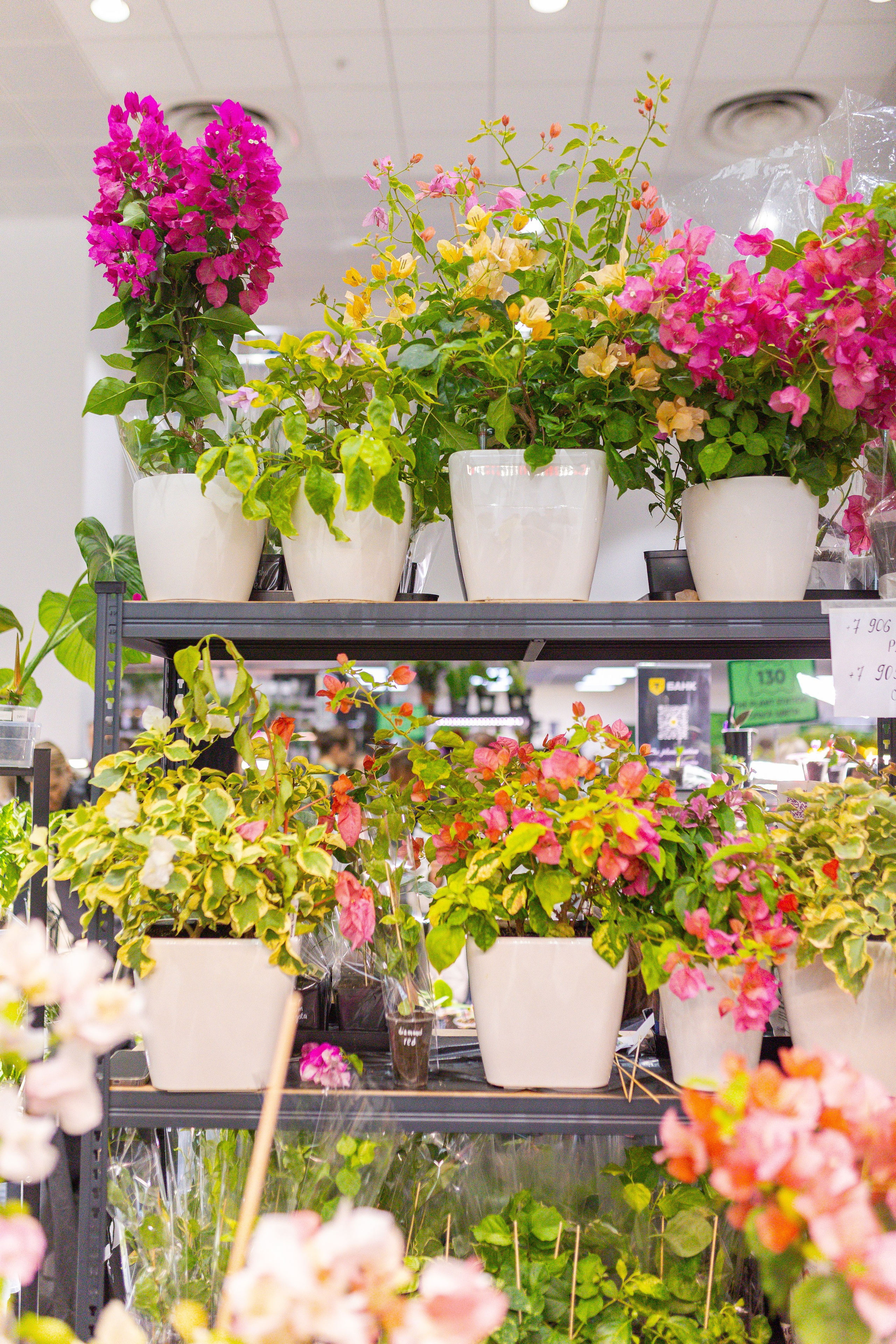 Монстериум 11–12 октября. Александра Куликова фотограф, Москва