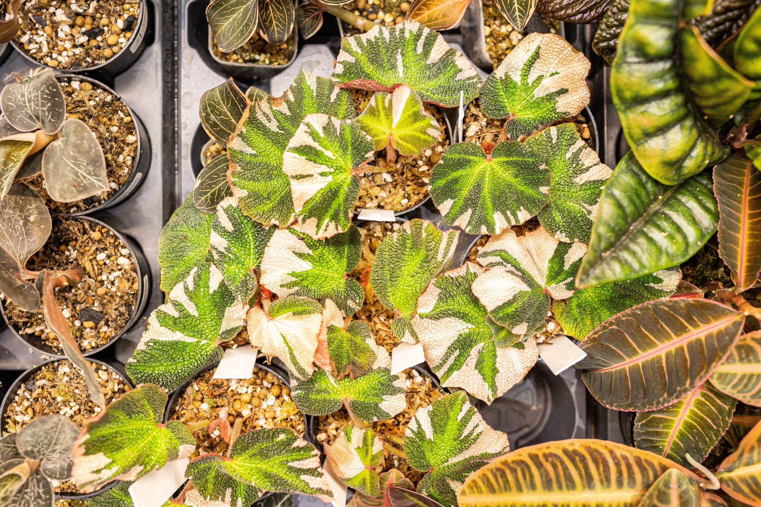 Монстериум 11–12 октября. Александра Куликова фотограф, Москва