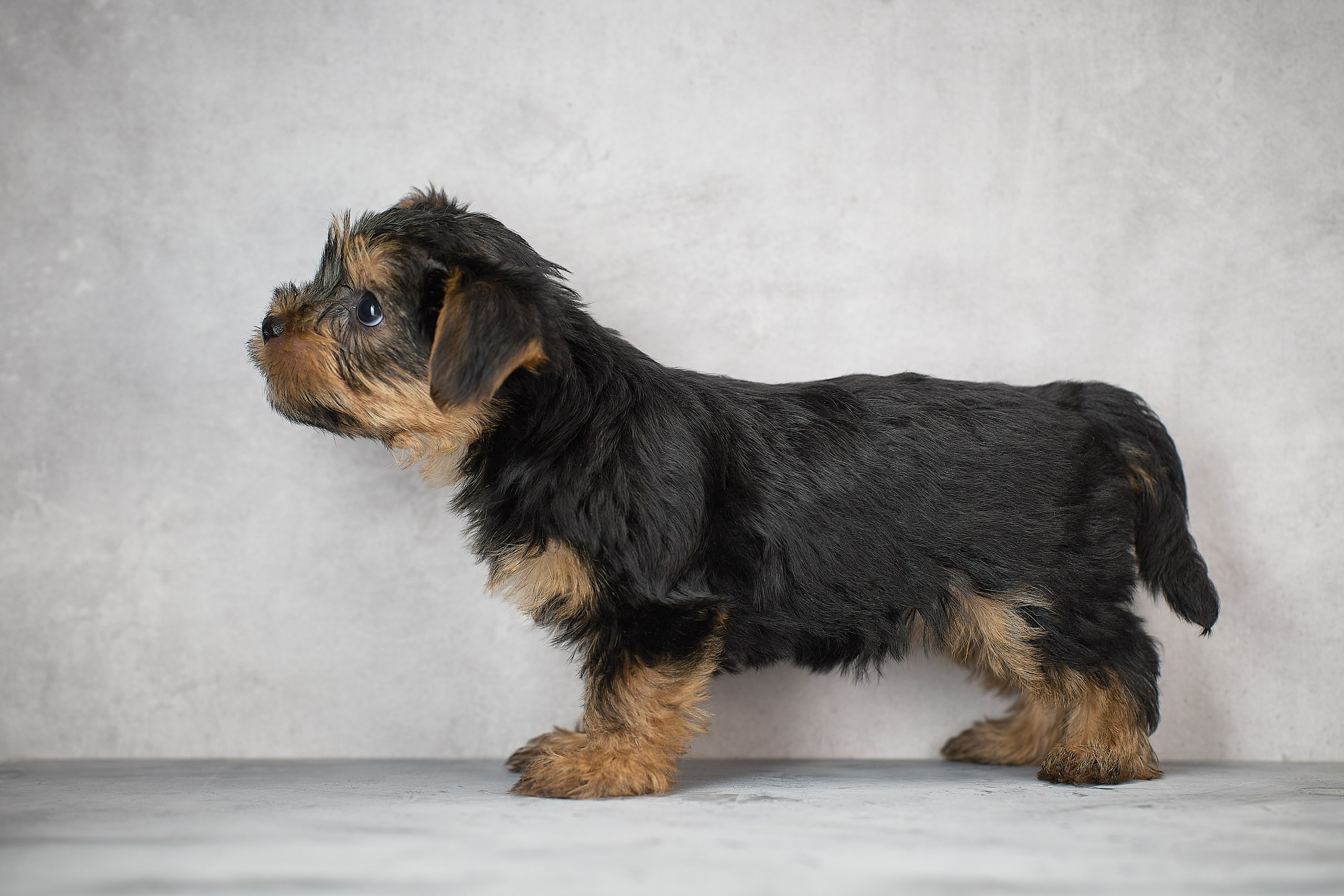 Фотосессия щенков на фонах. Фотограф собак в Краснодаре и Краснодарском крае Суковатых Евгений