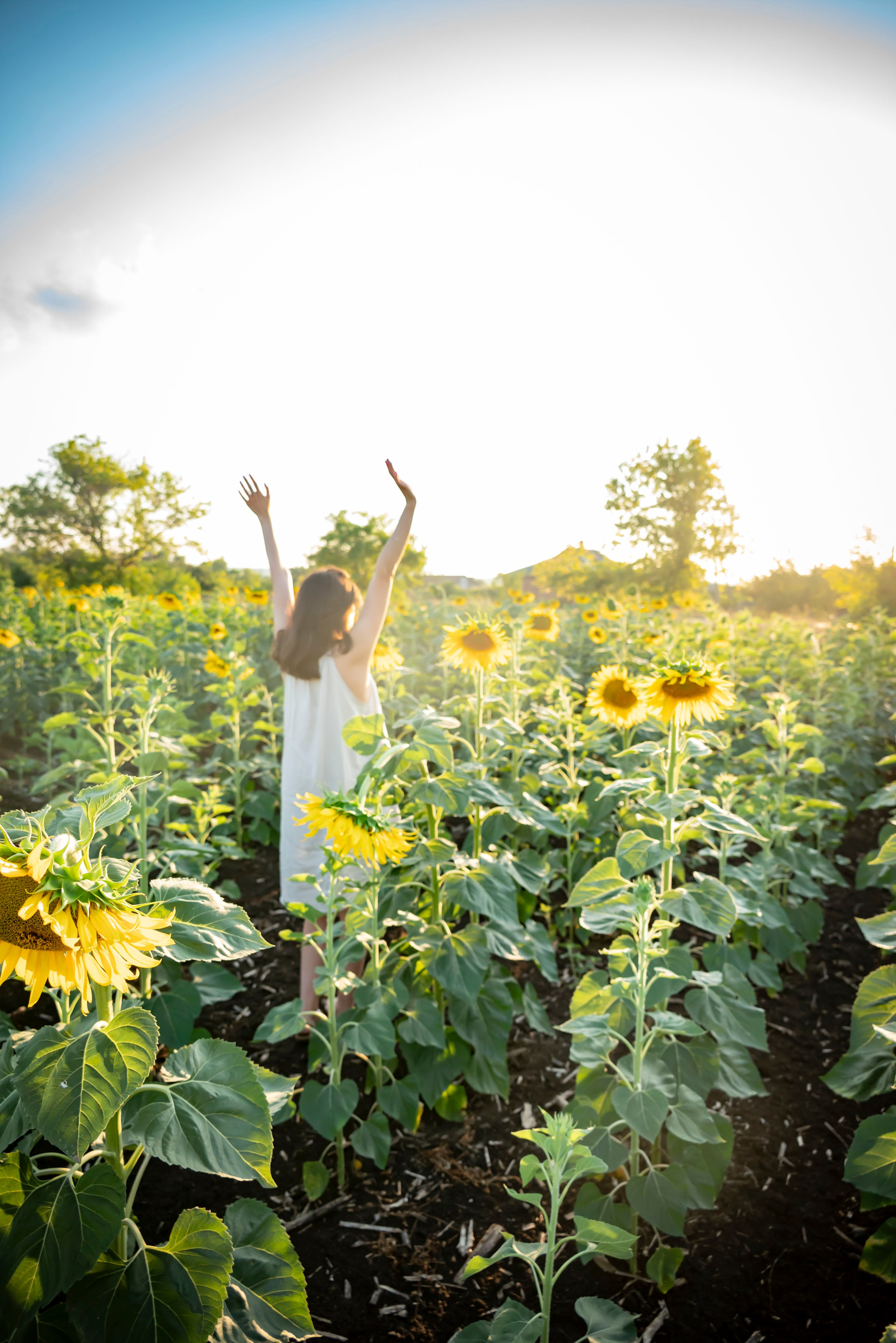 Летняя прогулка. Главная