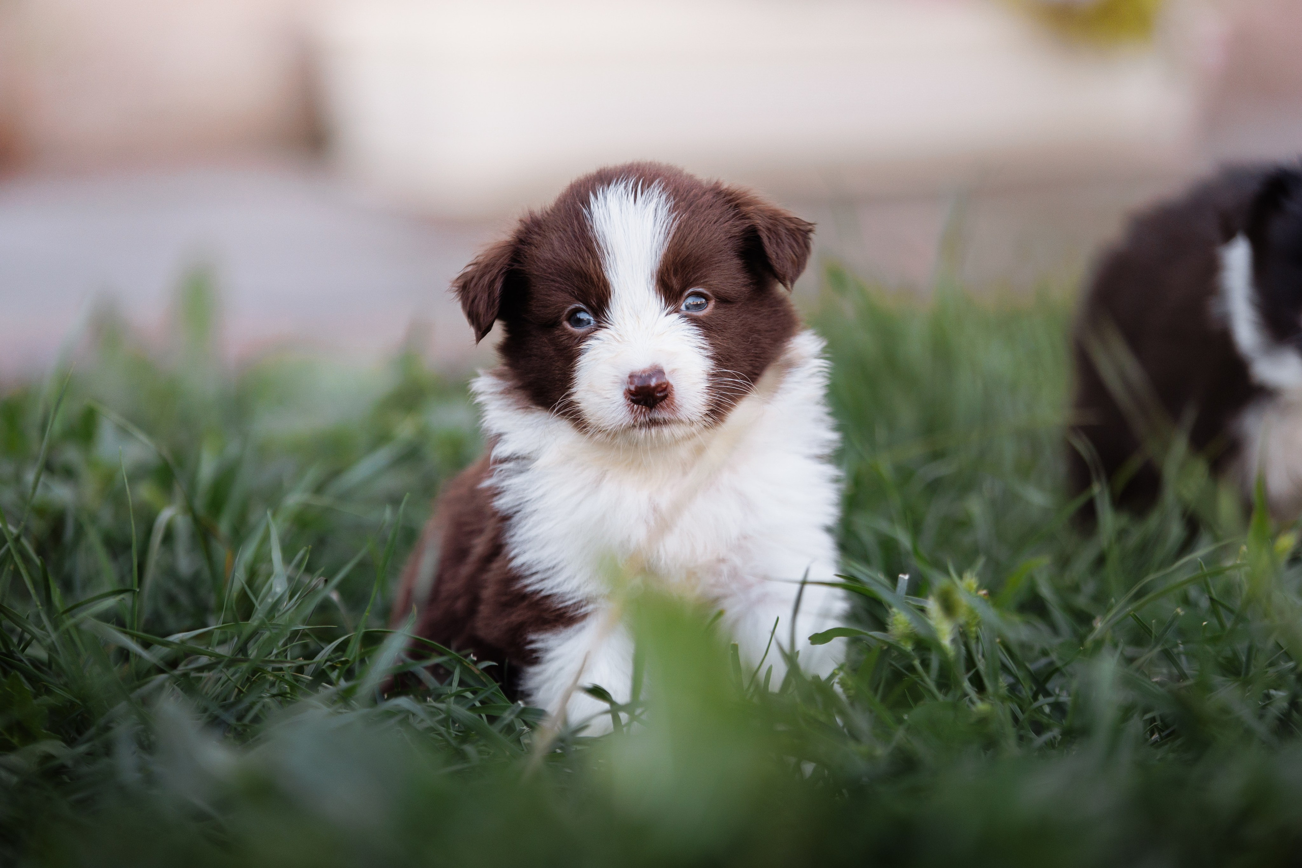 МММ — маленькое мягкое милое. О нас