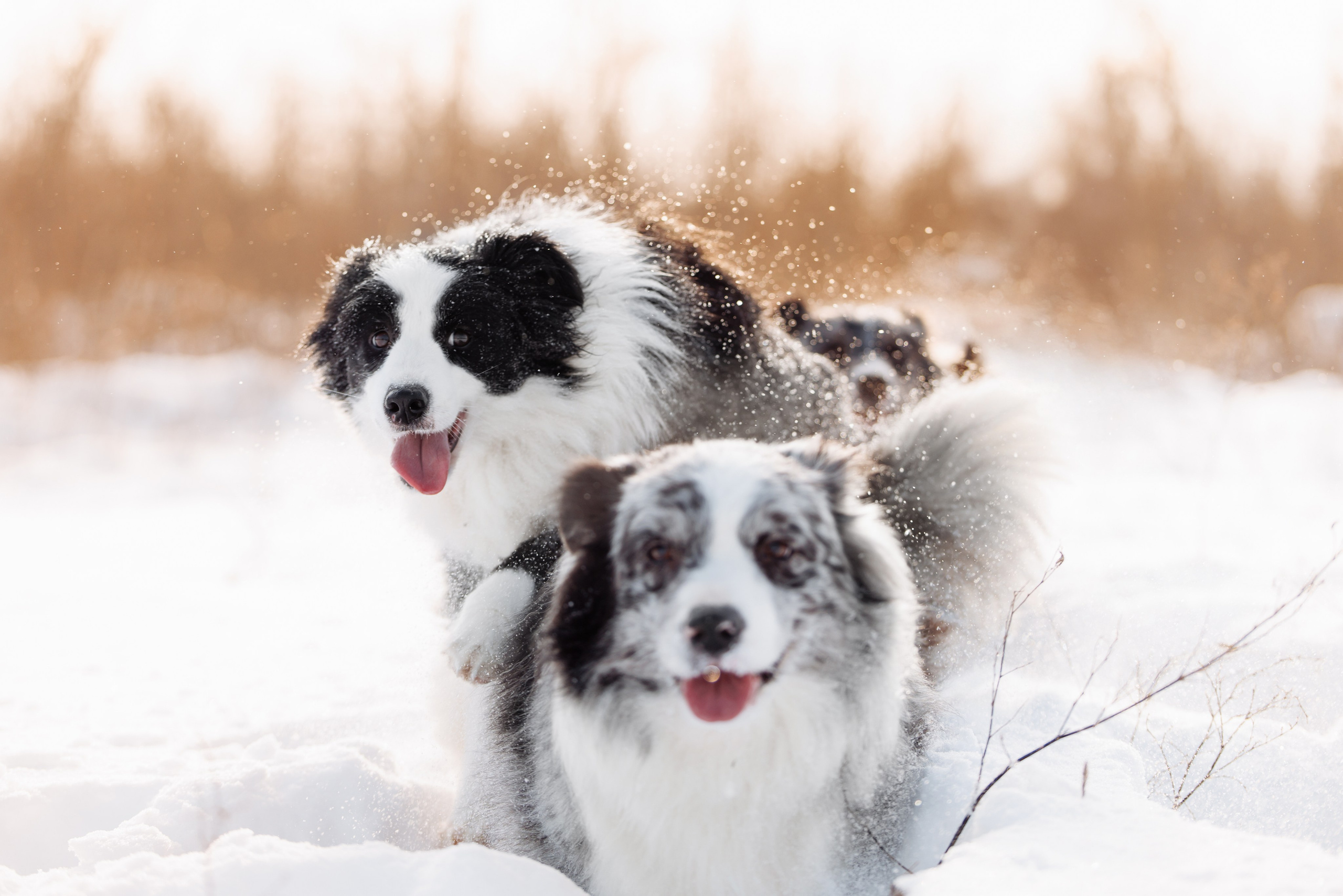 Яркий январь. О нас