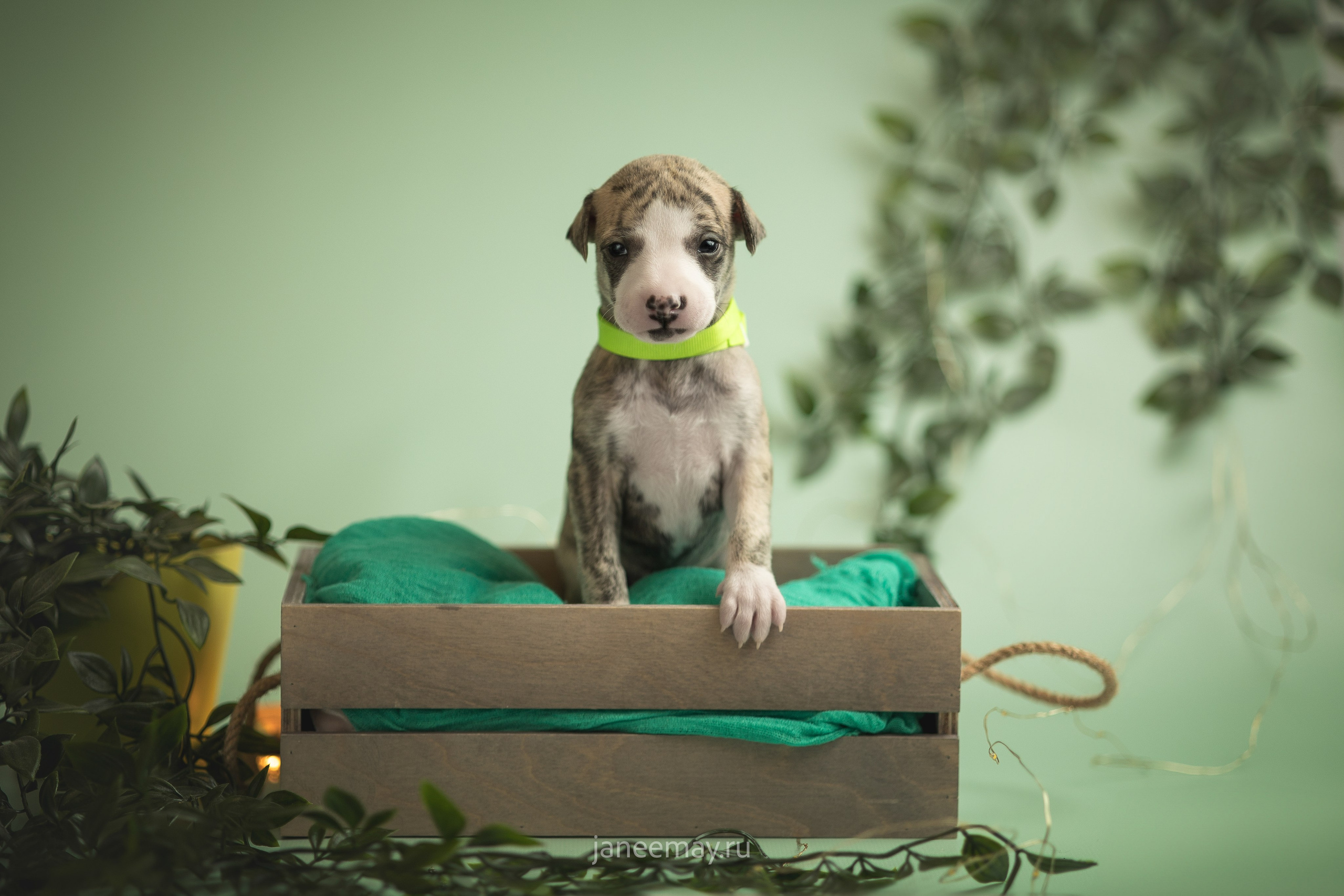 Малыши уиппеты Великбековых. Фотограф анималист в Москве Майорова Евгения