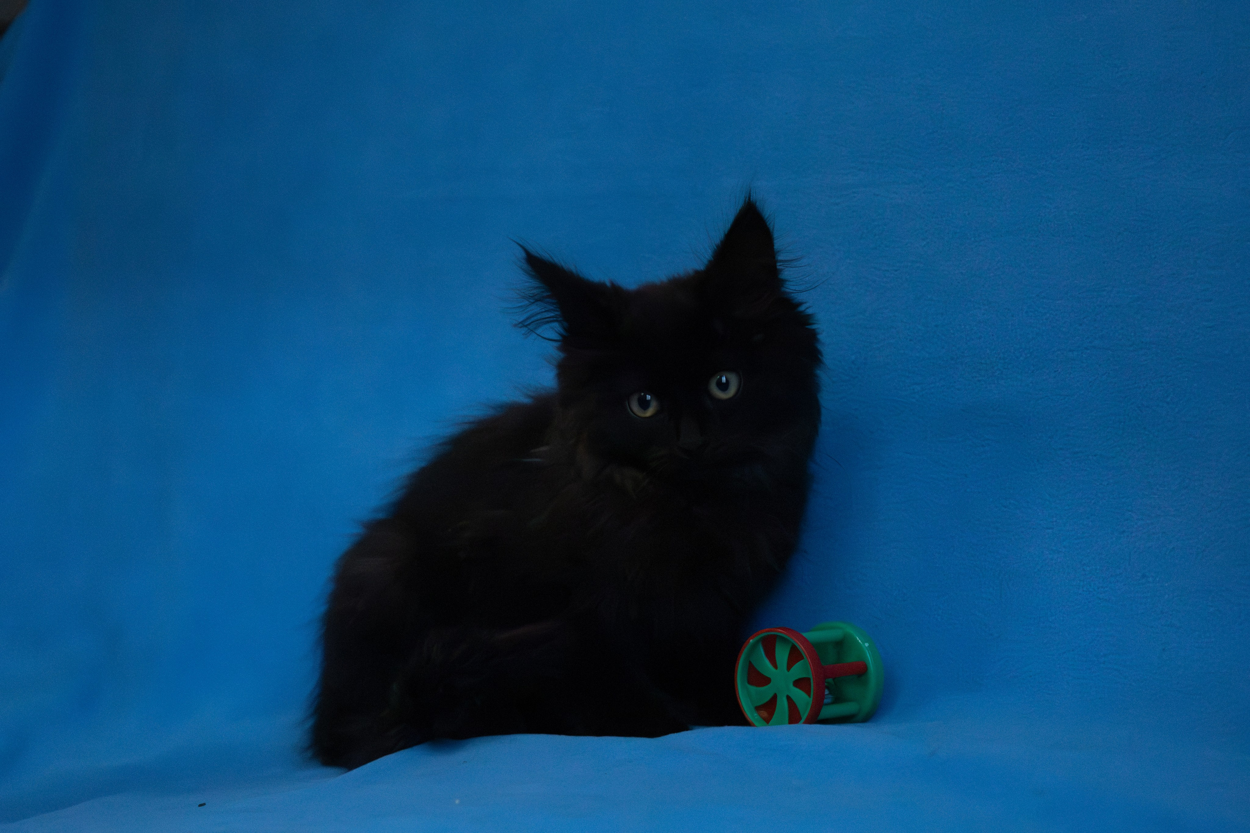 Домашняя съемка кота Черныша для поиска семьи. Фотограф-анималист в Москве Екатерина Тихонова