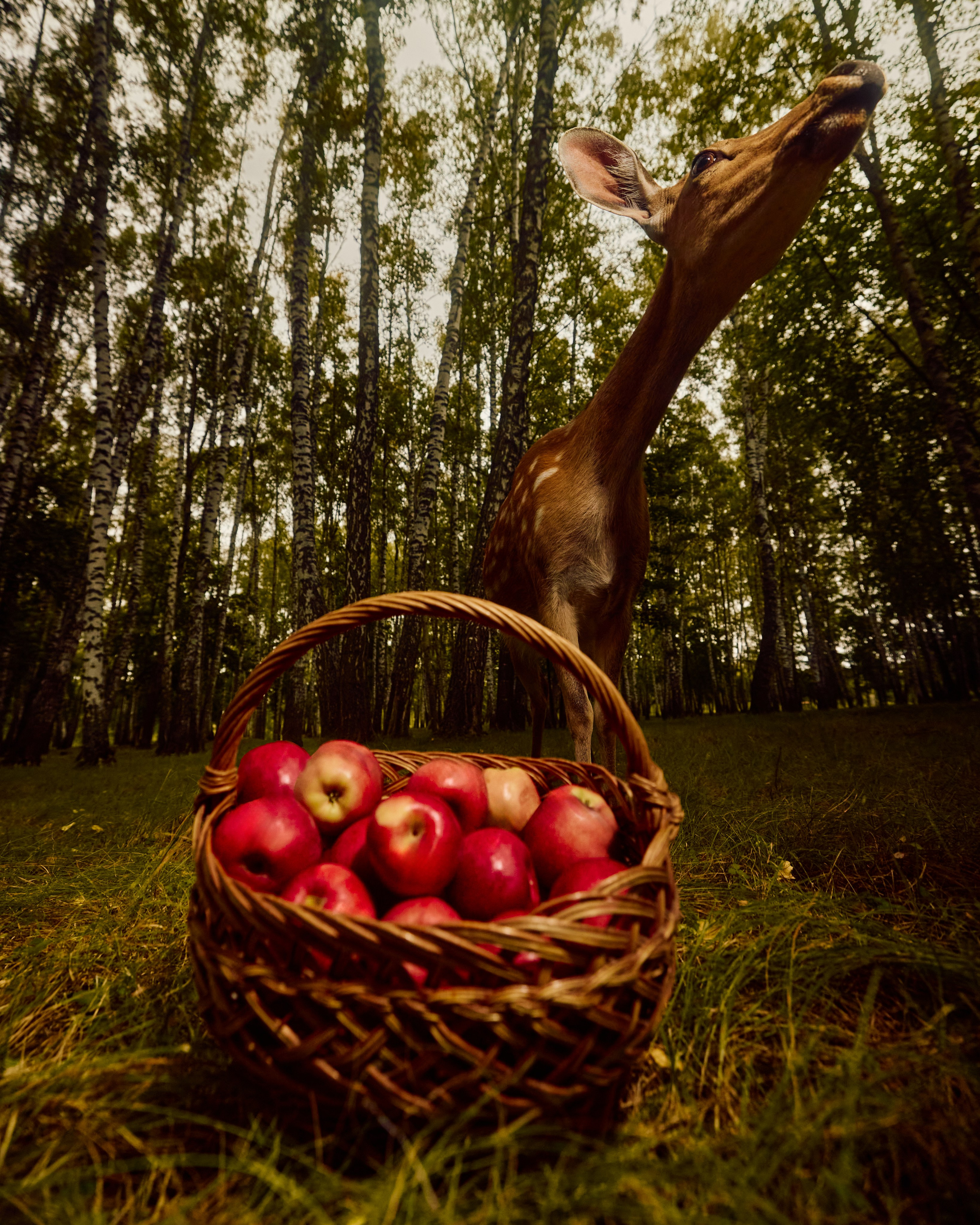 Собрано в саду. Святослав Лебедев | Рекламный фотограф — Коммерческая съемка, Арт-дирекшн, AI-интеграция