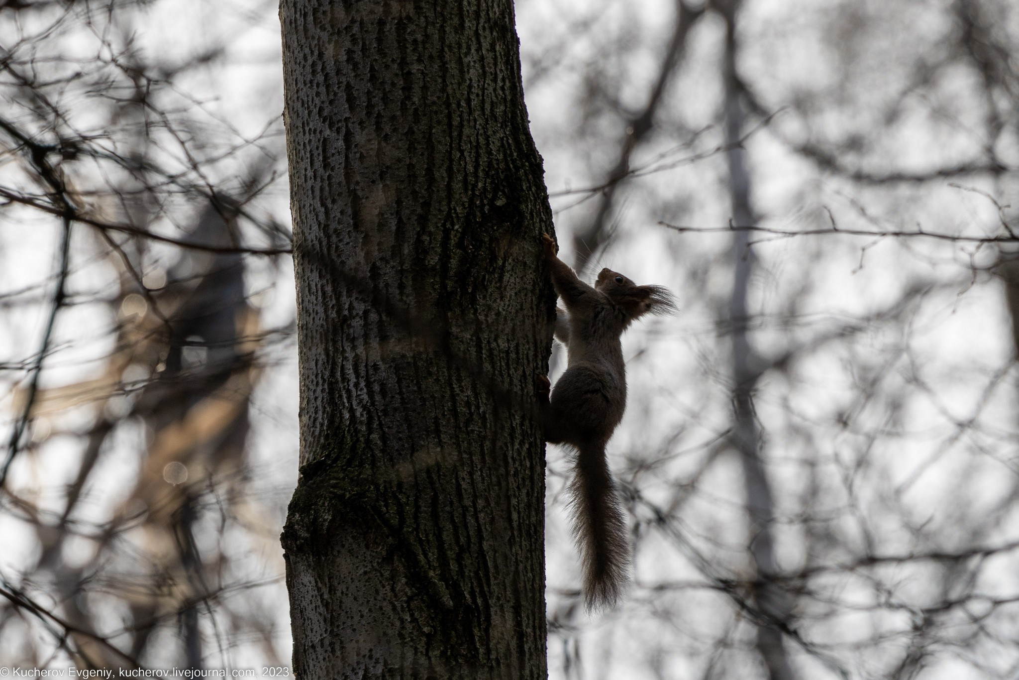 Белки. Кучеров Евгений. Фотограф