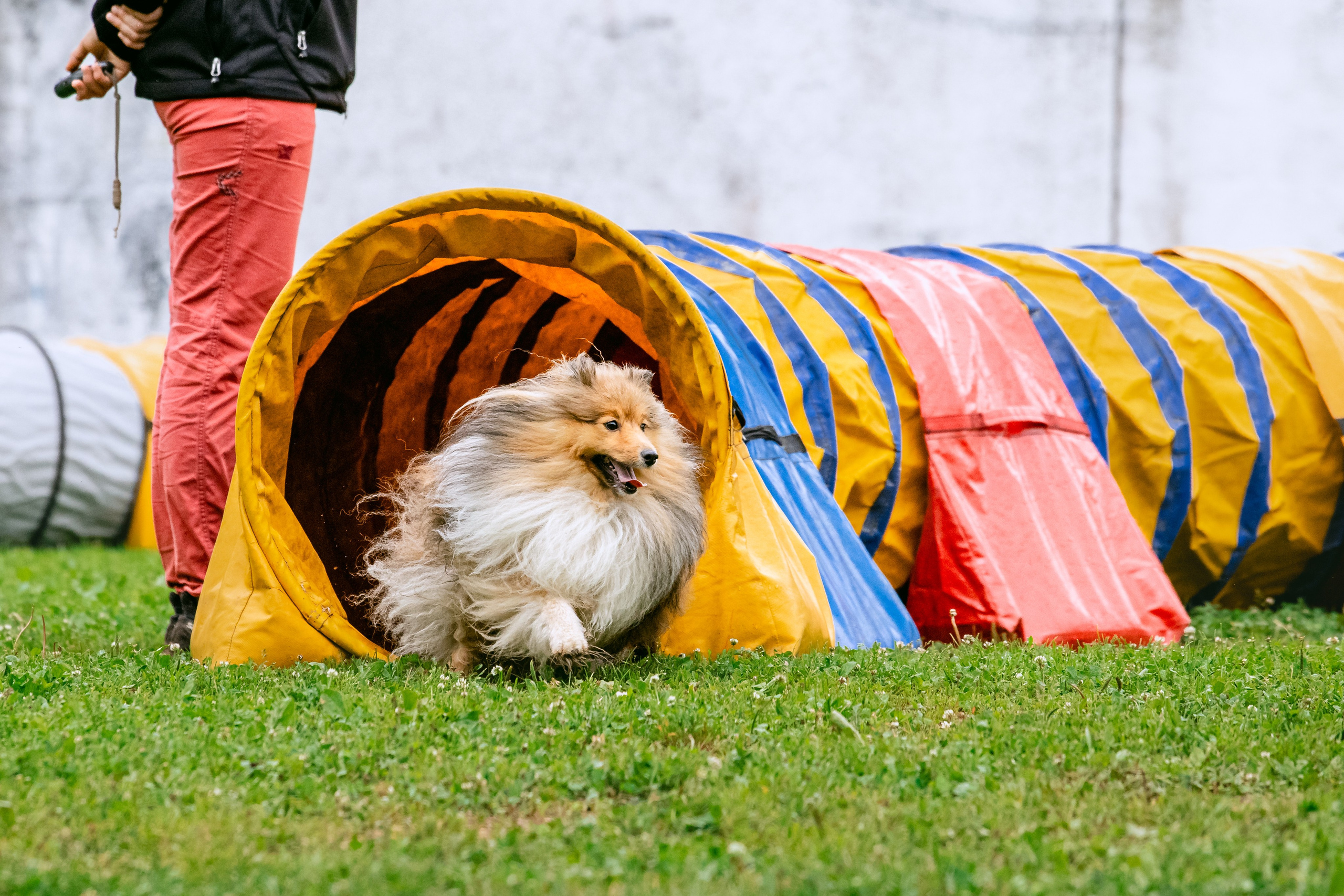 Соревнования по аджилити Долгопрудный 30.06.2025. Фотограф-анималист Татьяна Степанова