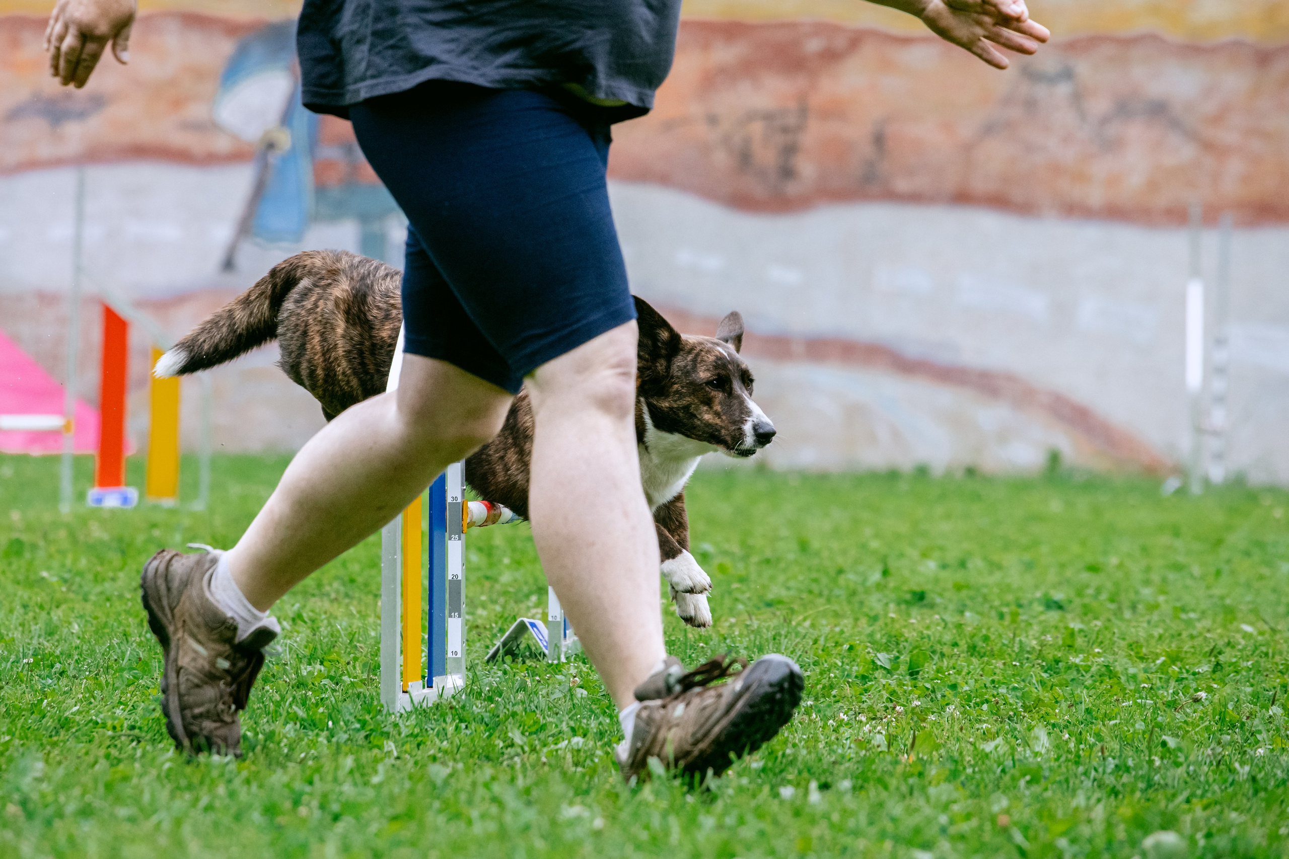 Соревнования по аджилити Долгопрудный 30.06.2025. Фотограф-анималист Татьяна Степанова