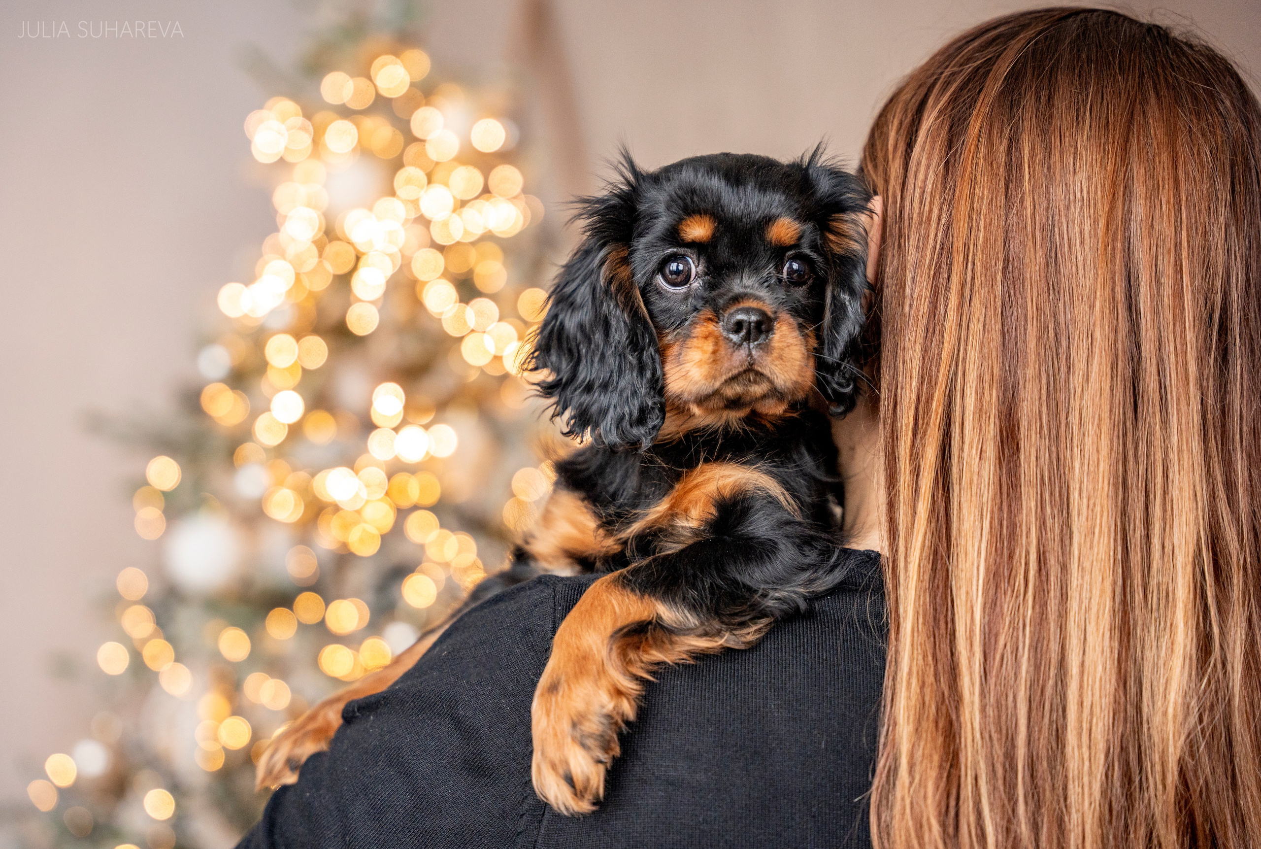 Щенки Кавалер кинг-чарльз-спаниель (Новый год). Главная