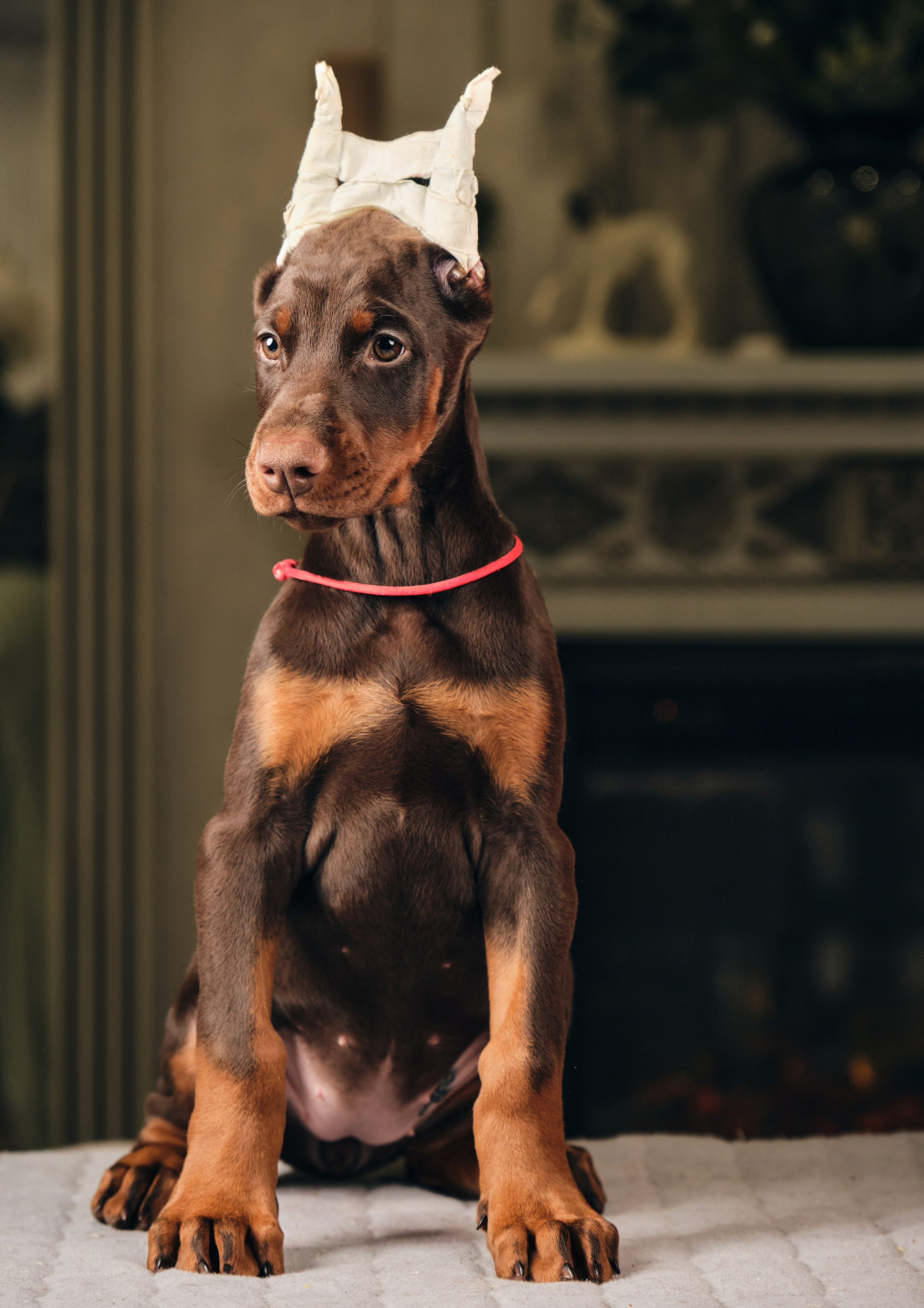 Фотограф животных в Москве и московской области. Профессиональный фотограф в Москве — Максим Дьяконов