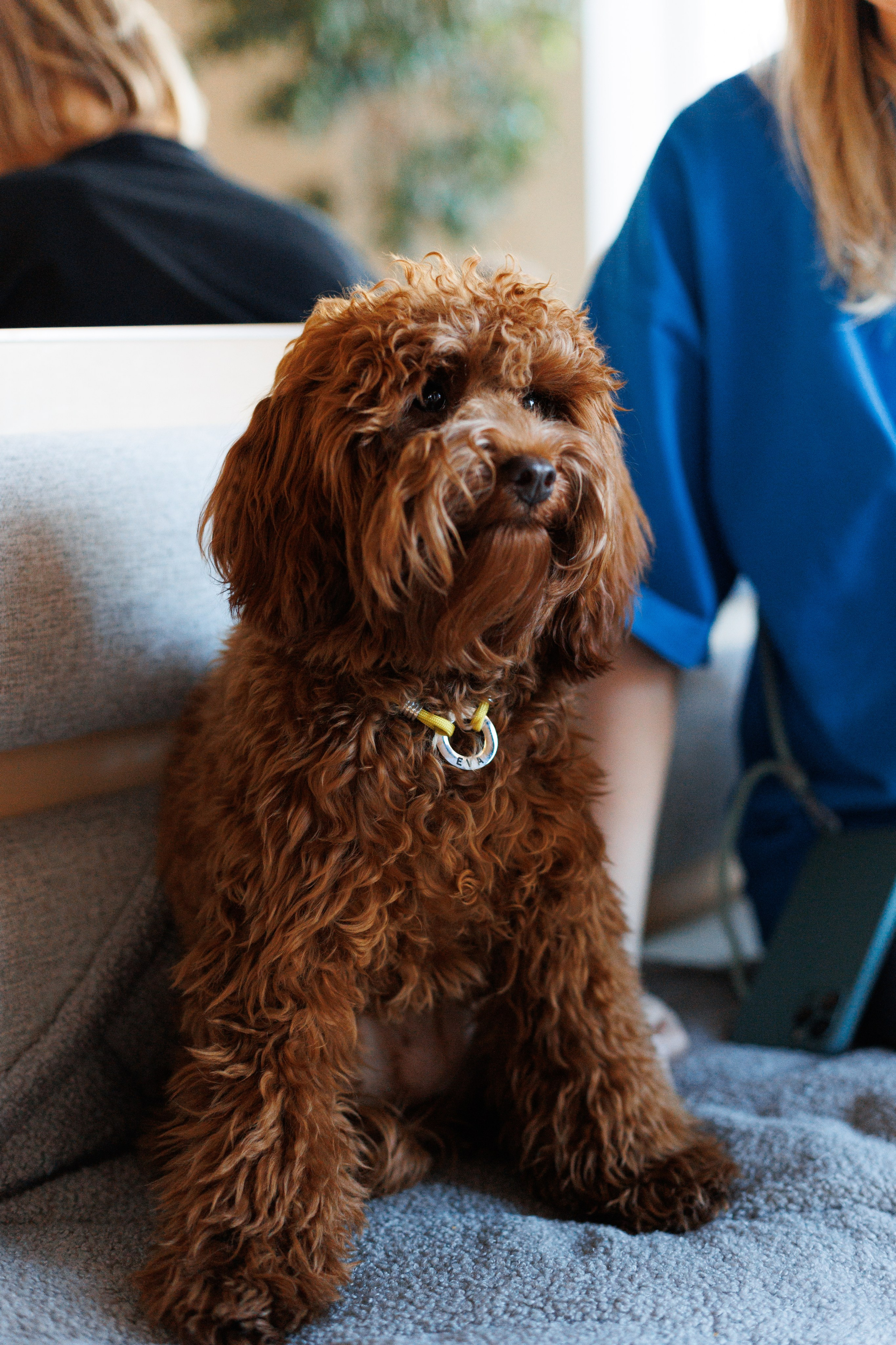 Bmbh городская. Фотограф анималист Кристина Карпова, Москва