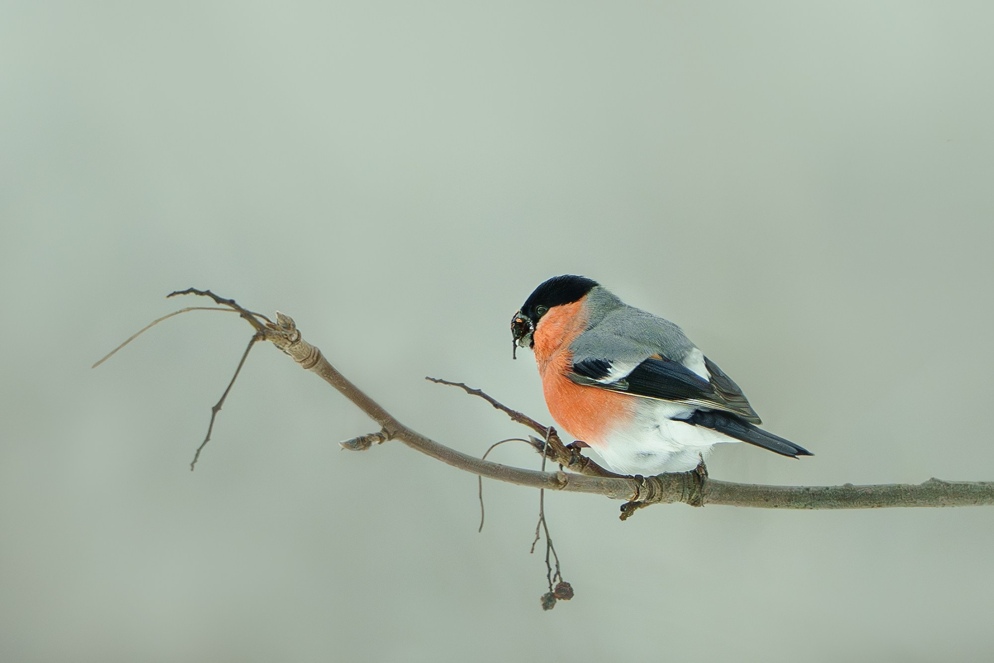 Удивительные мир птиц. Вокруг нас столько прекрасного — присмотритесь!. Ваш личный фотограф Марина Волкова