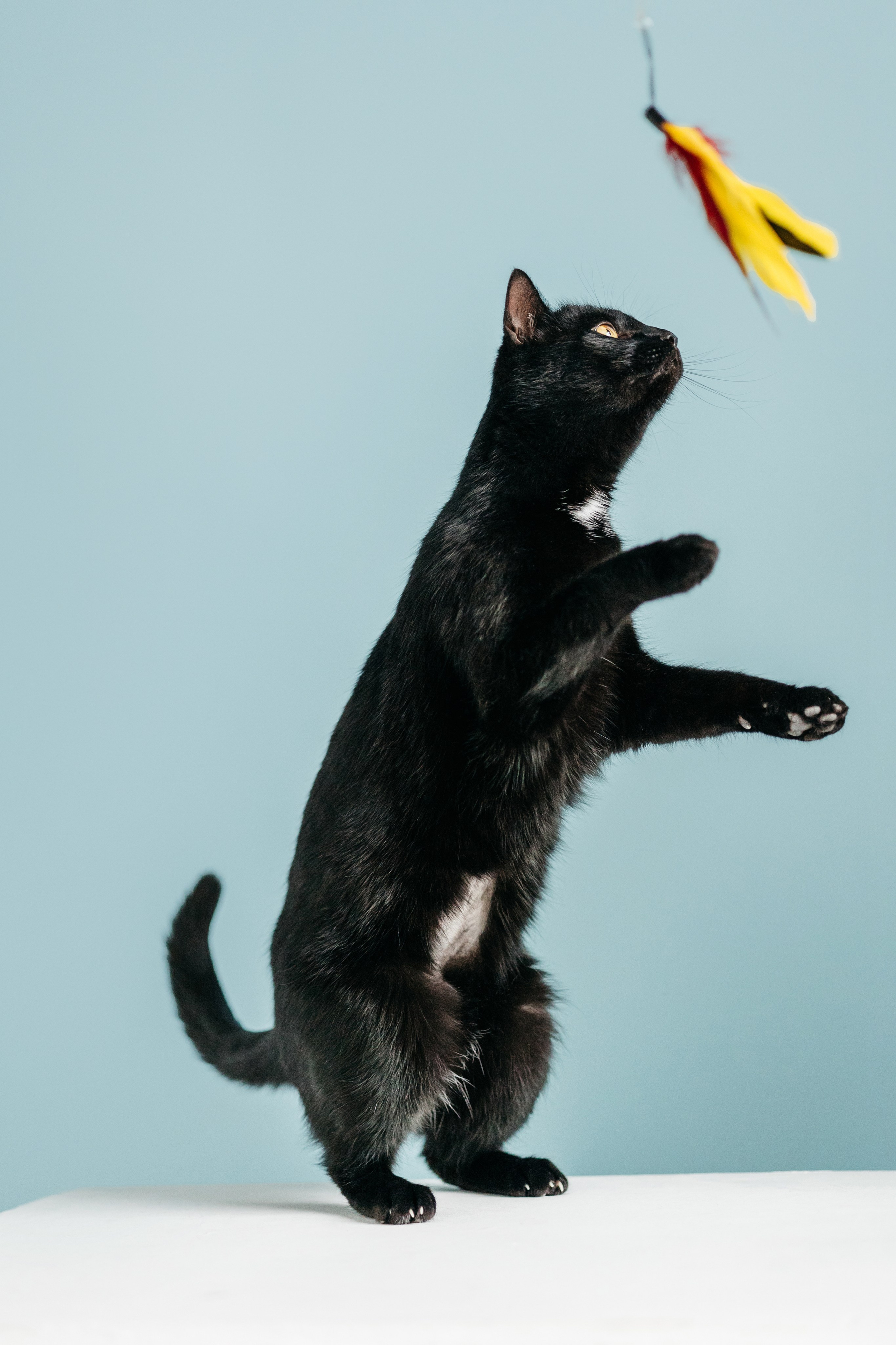 Кузя. Фотограф-анималист Елена Радченко, Москва